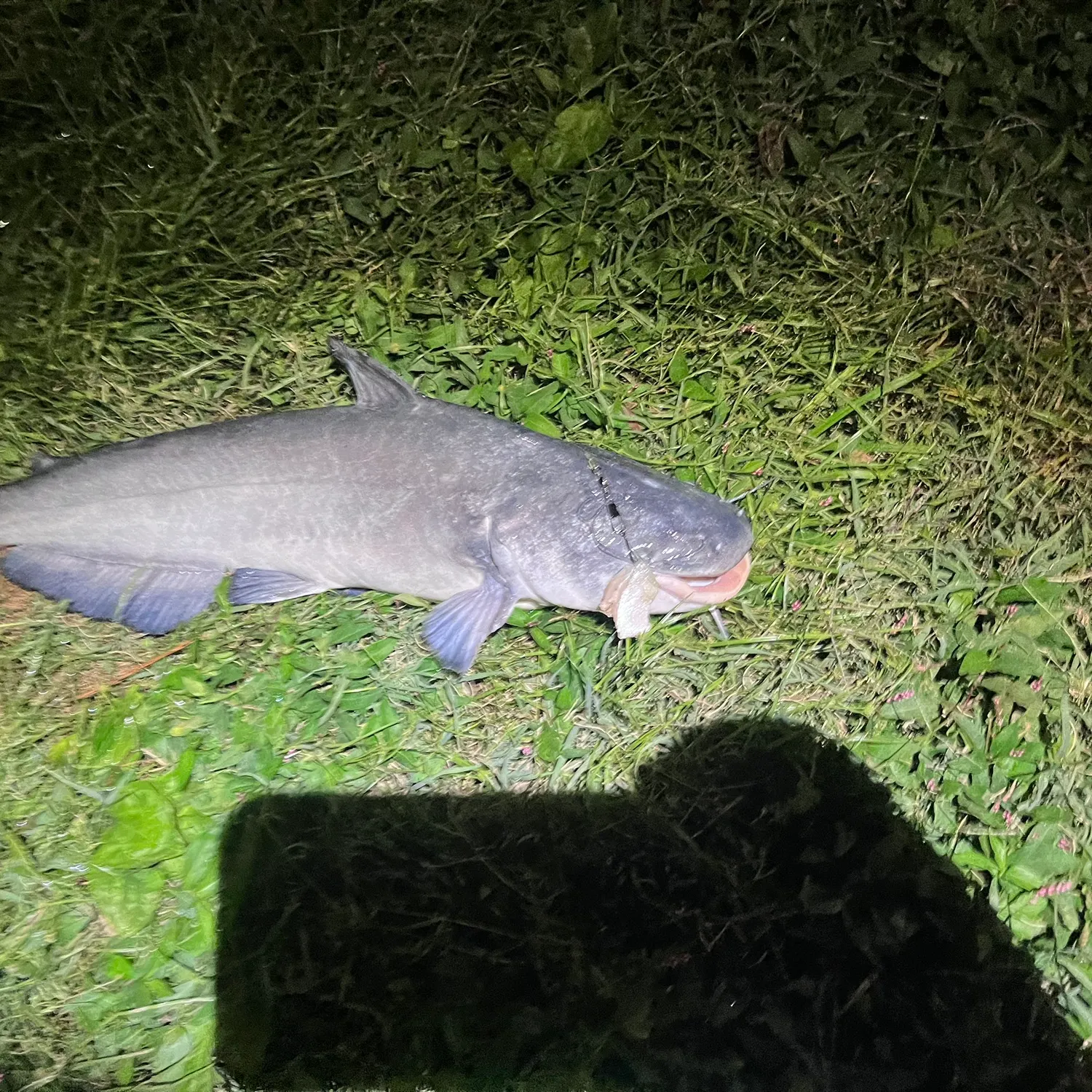 Blue catfish caught on Fishbrain