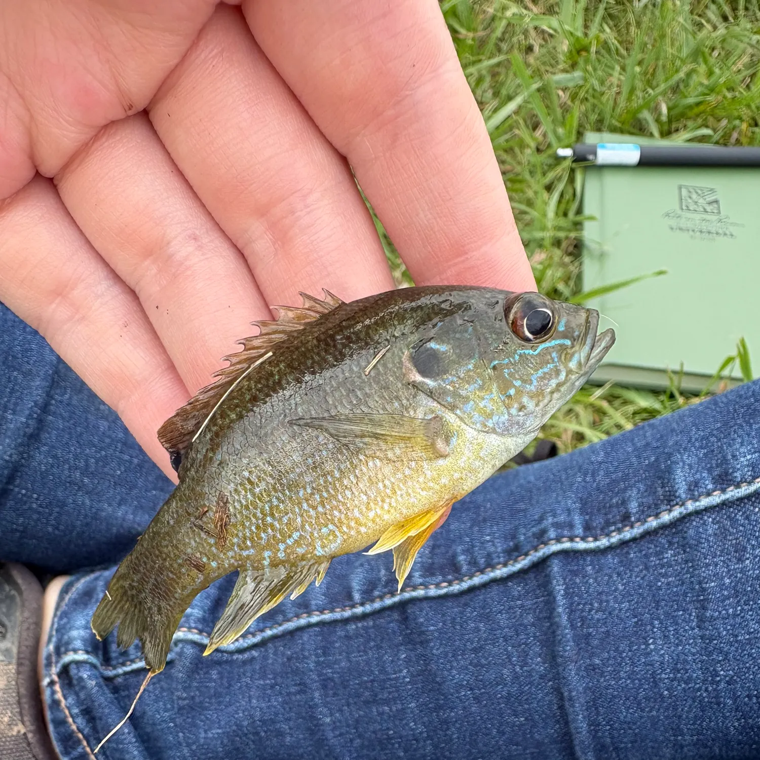 Green sunfish caught on Fishbrain