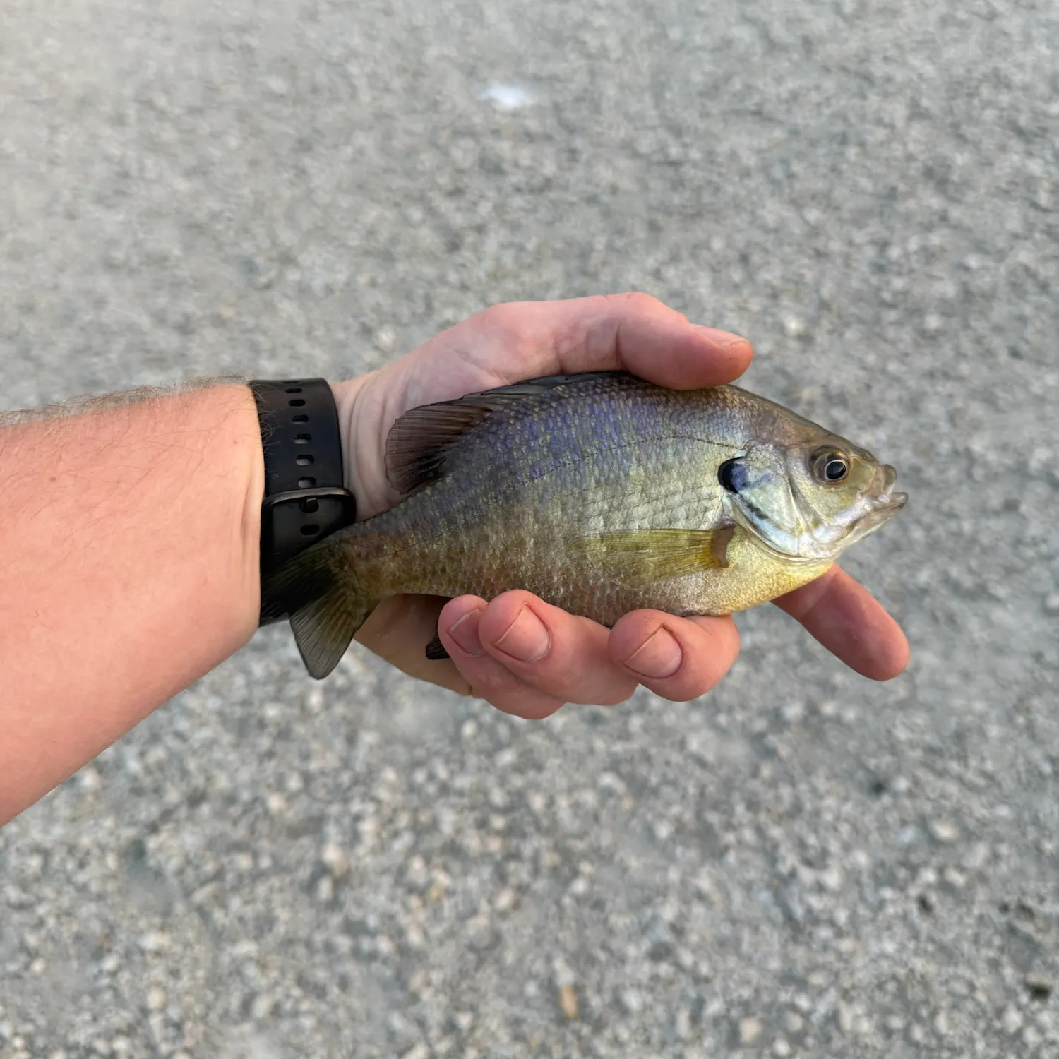Bluegill caught on Fishbrain
