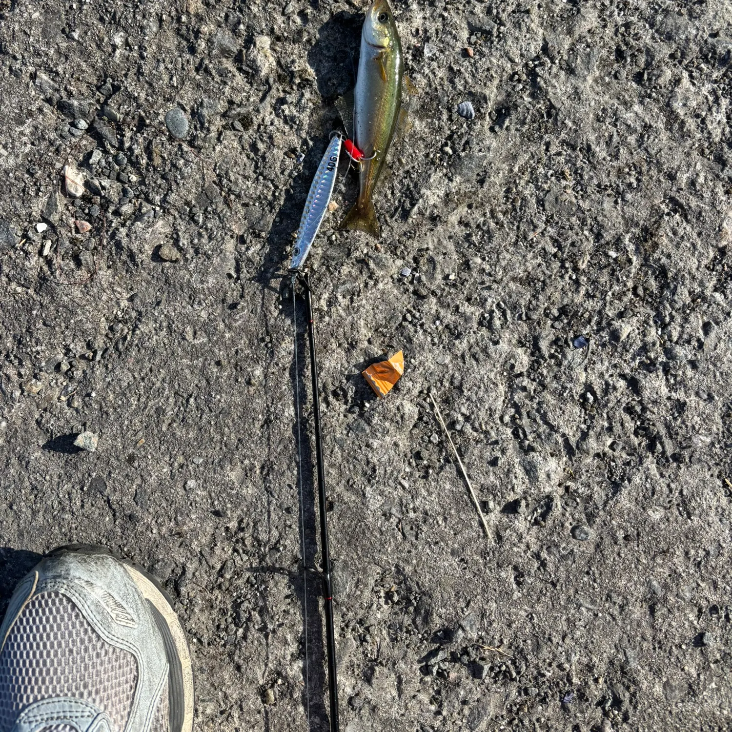 The most recent Atlantic pollock catches on Fishbrain