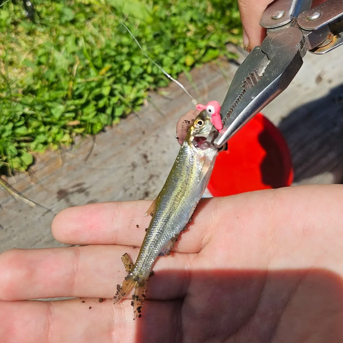 The most recent Lowland shiner catches on Fishbrain