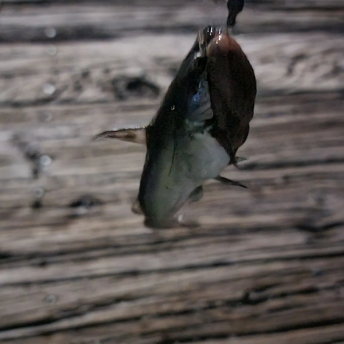 Channel catfish caught on Fishbrain