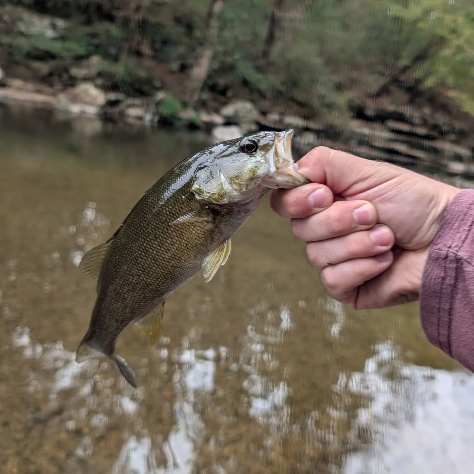Smallmouth bass caught on Fishbrain
