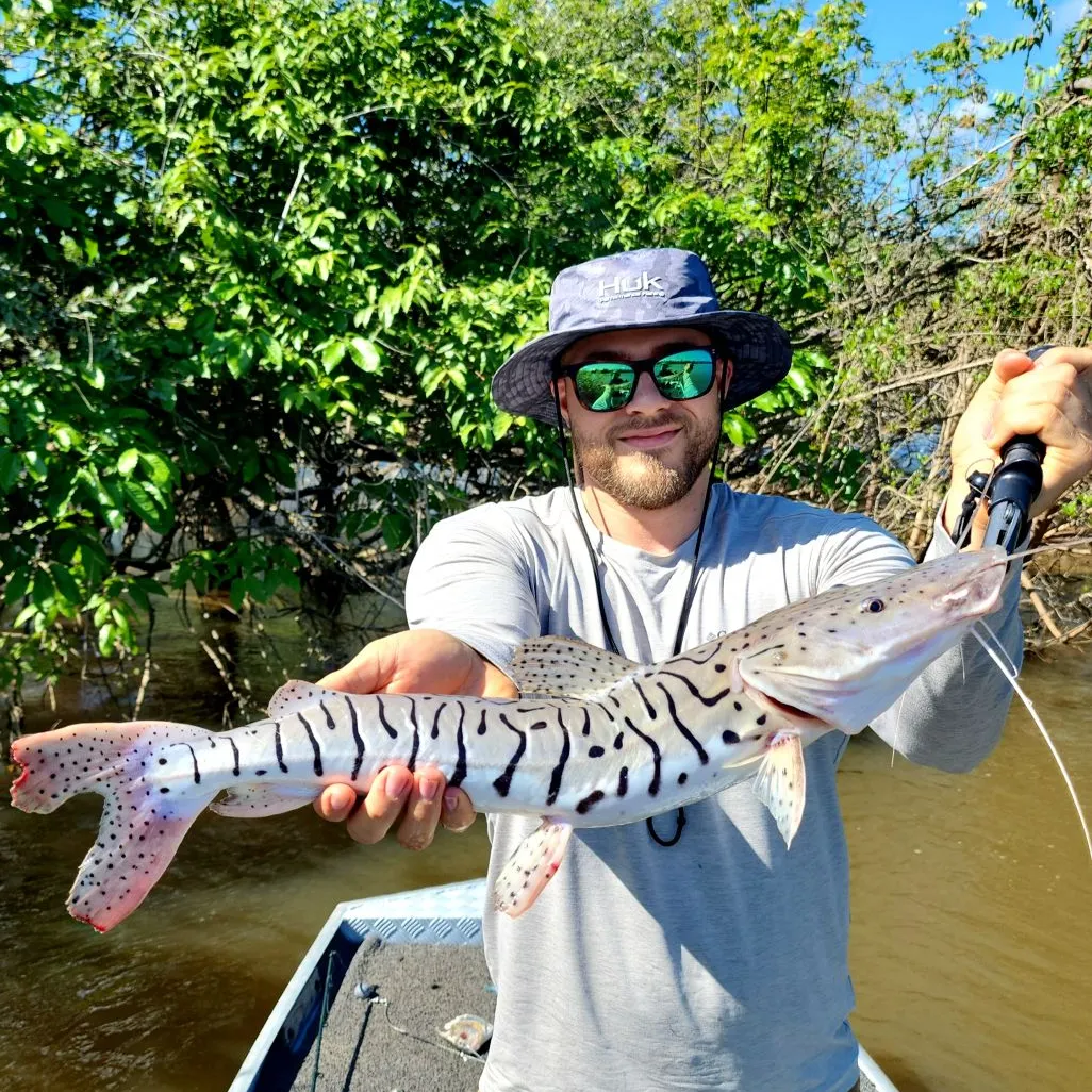 The most recent Barred sorubim catches on Fishbrain