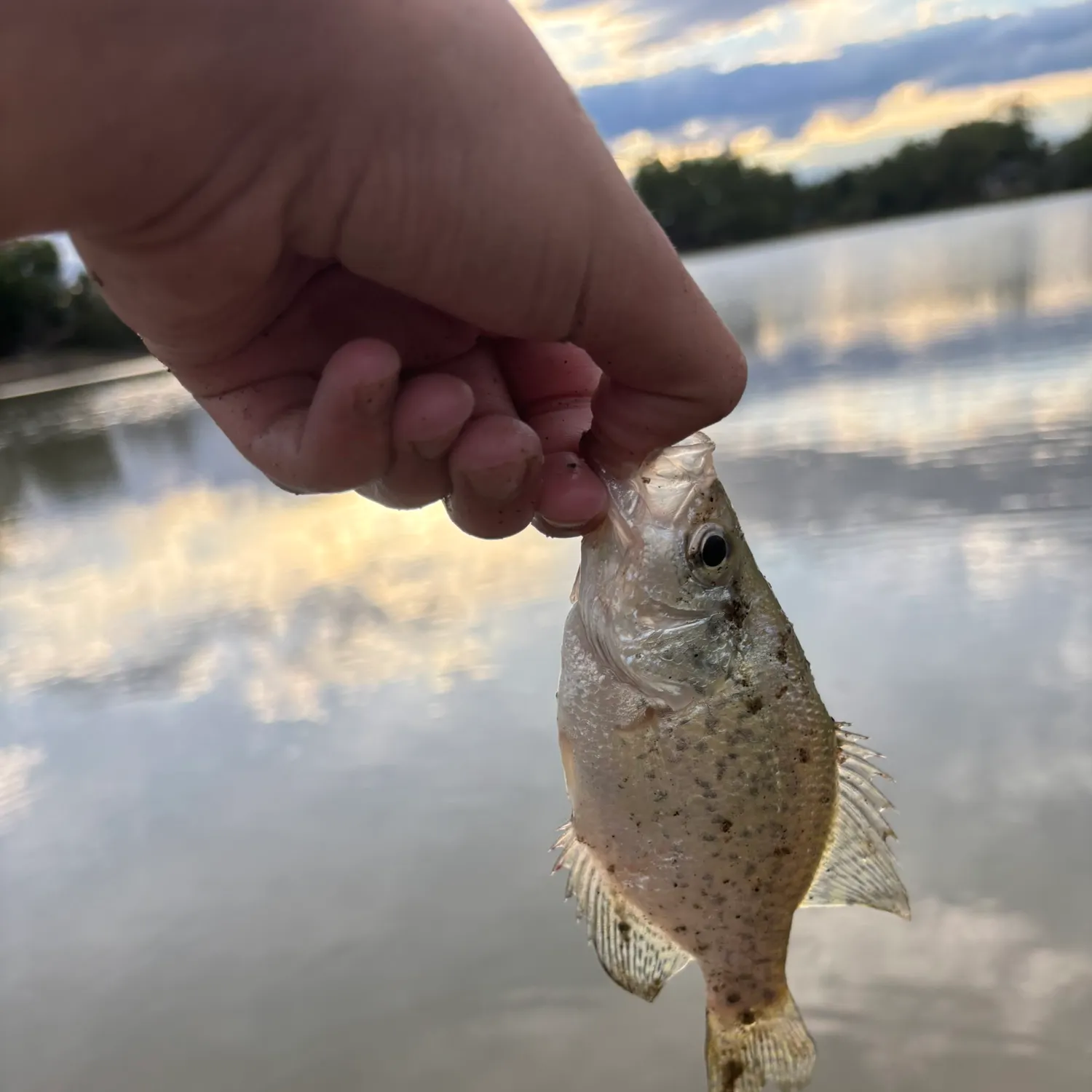 White crappie caught on Fishbrain