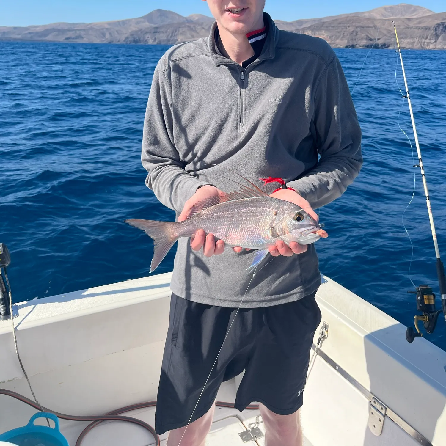 The most recent Pink dentex catches on Fishbrain