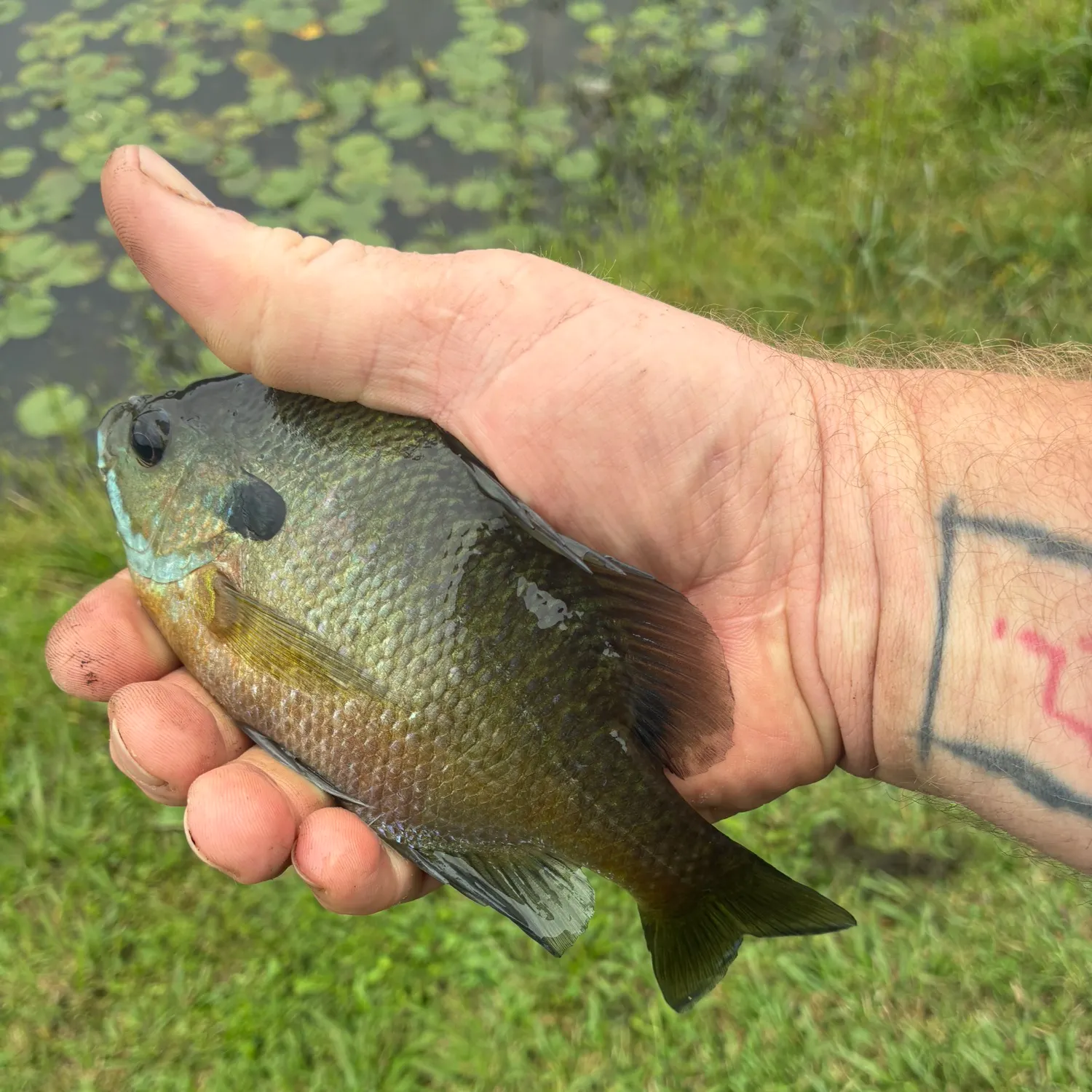 Bluegill caught on Fishbrain