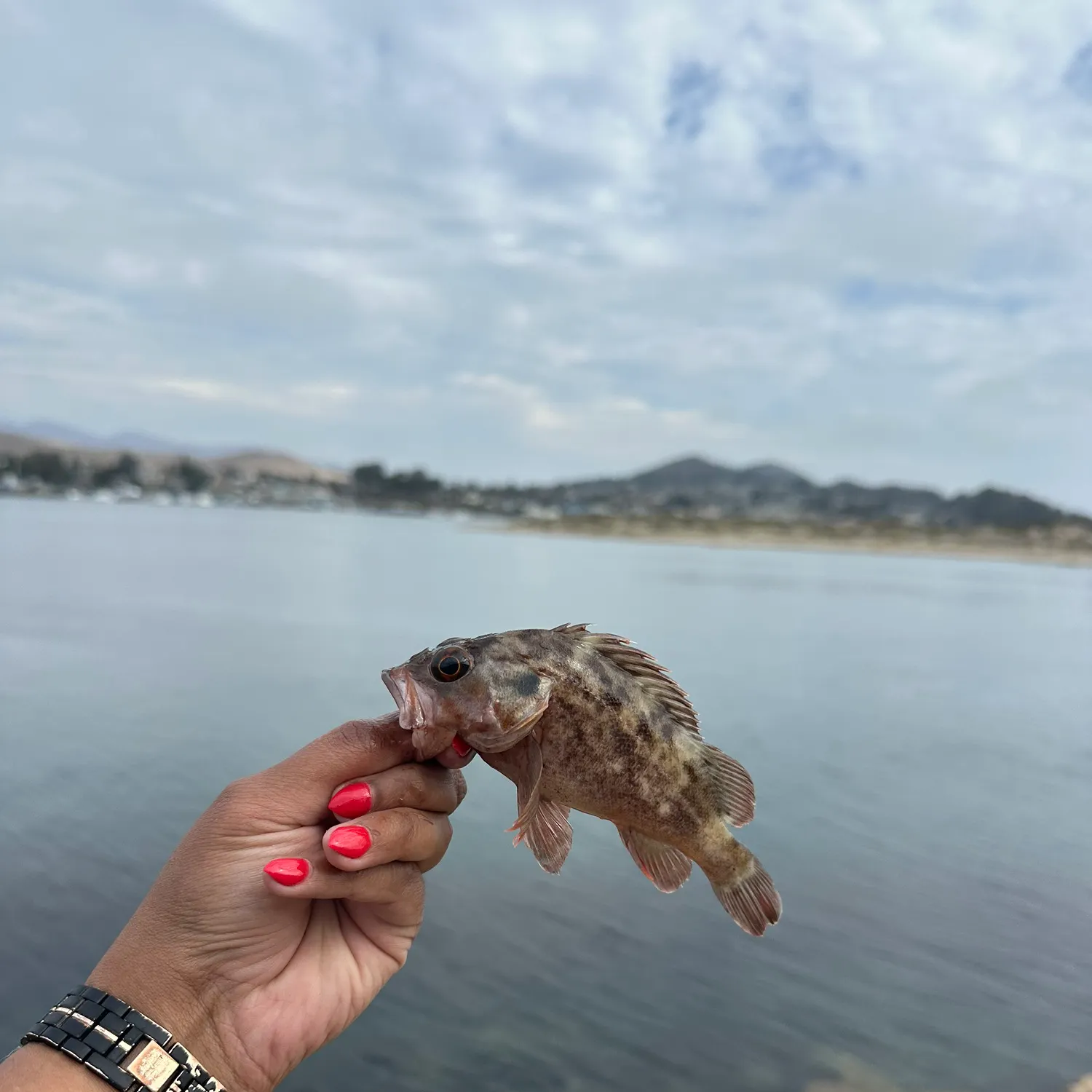 Brown rockfish caught on Fishbrain
