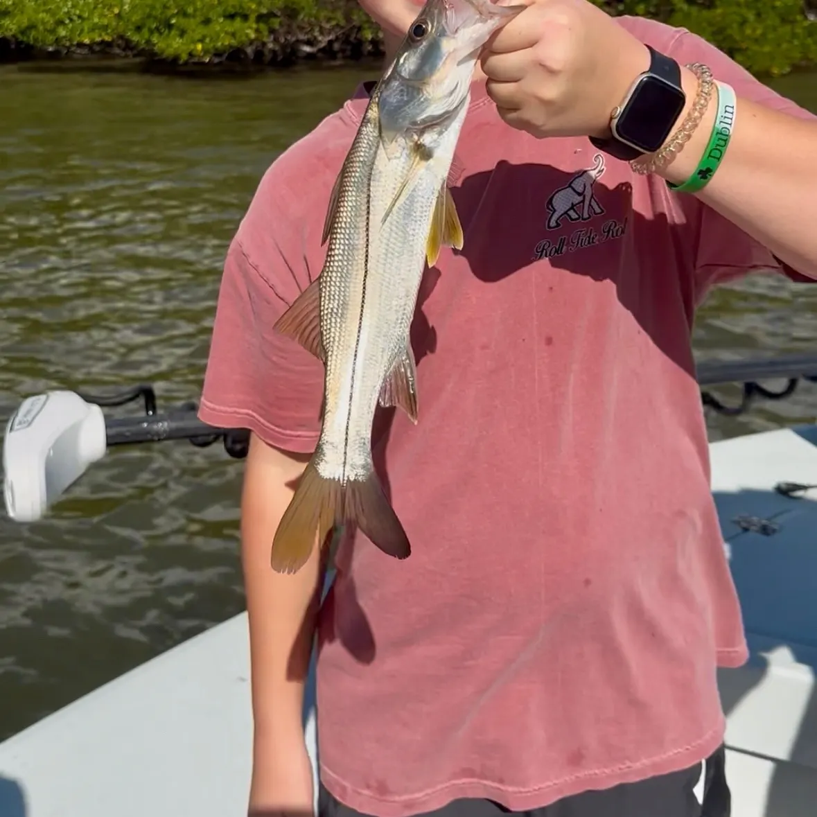 The most recent Common snook catches on Fishbrain