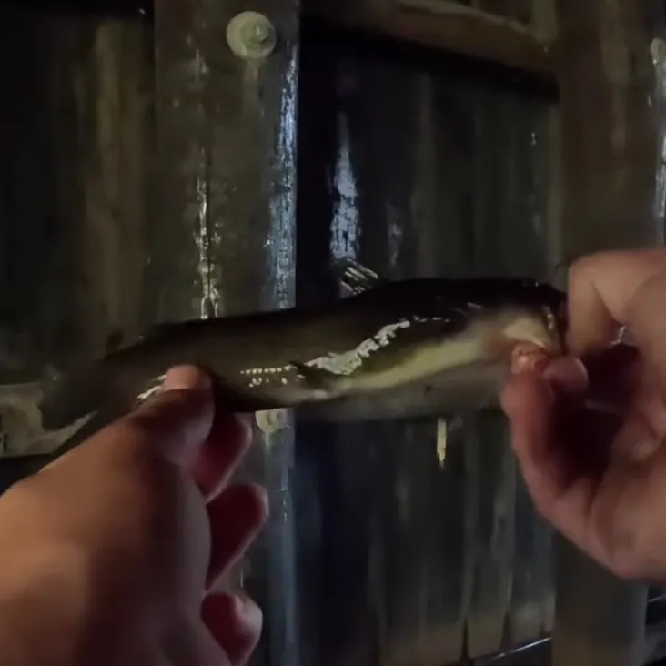 The most recent Margined madtom catches on Fishbrain