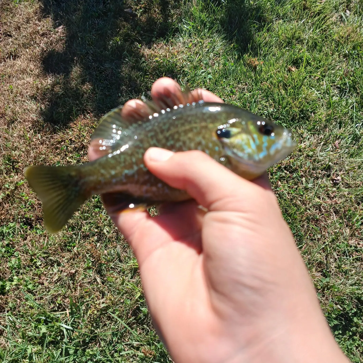Greengill hybrid caught on Fishbrain