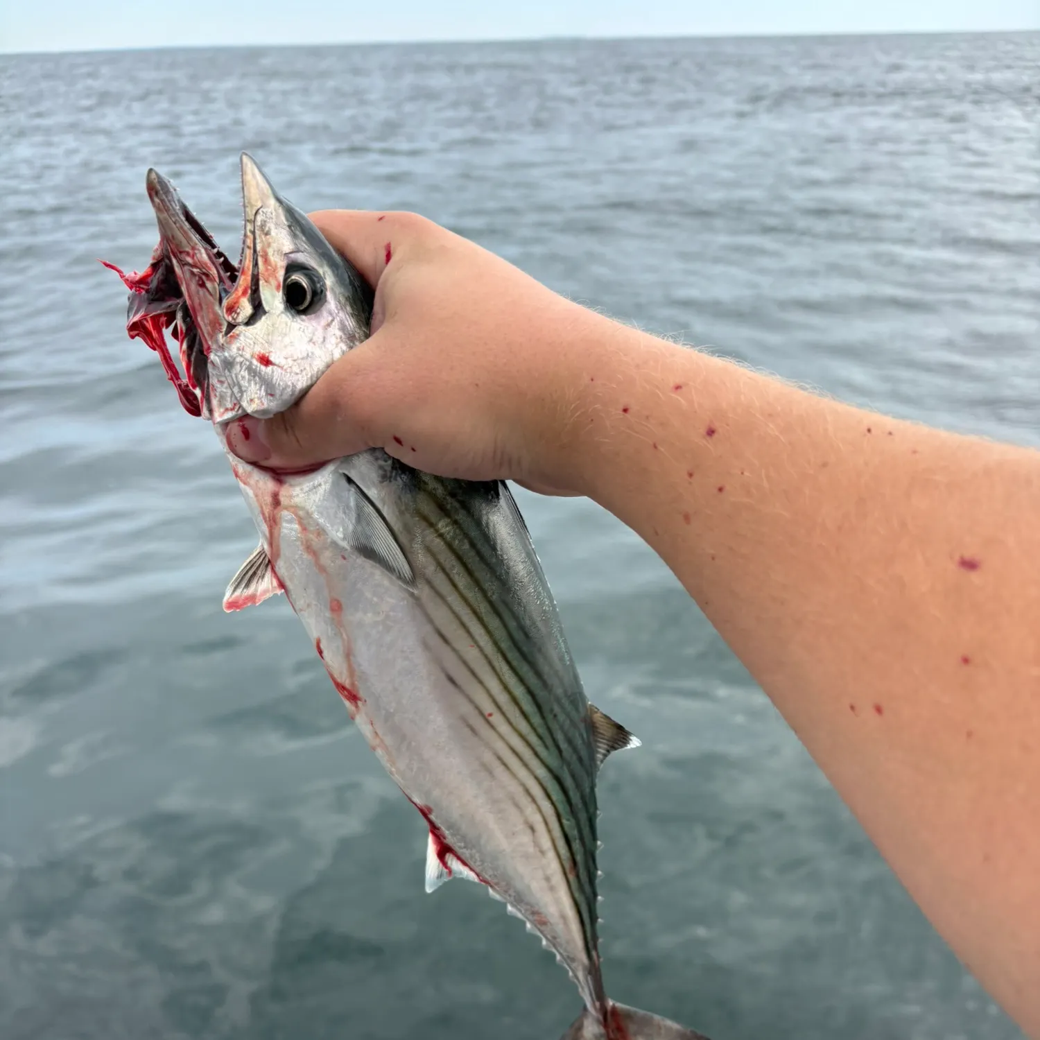 Atlantic bonito caught on Fishbrain