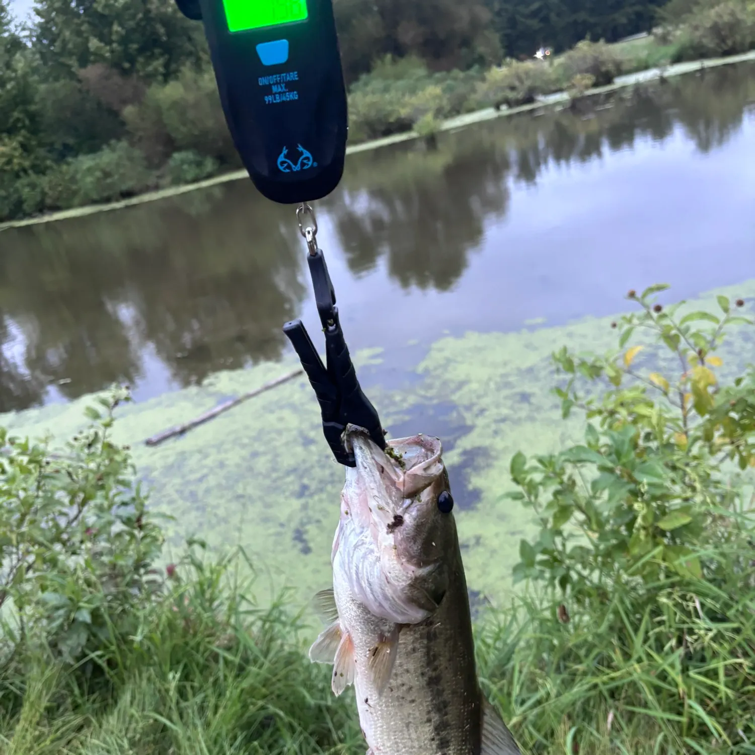 Largemouth bass caught on Fishbrain