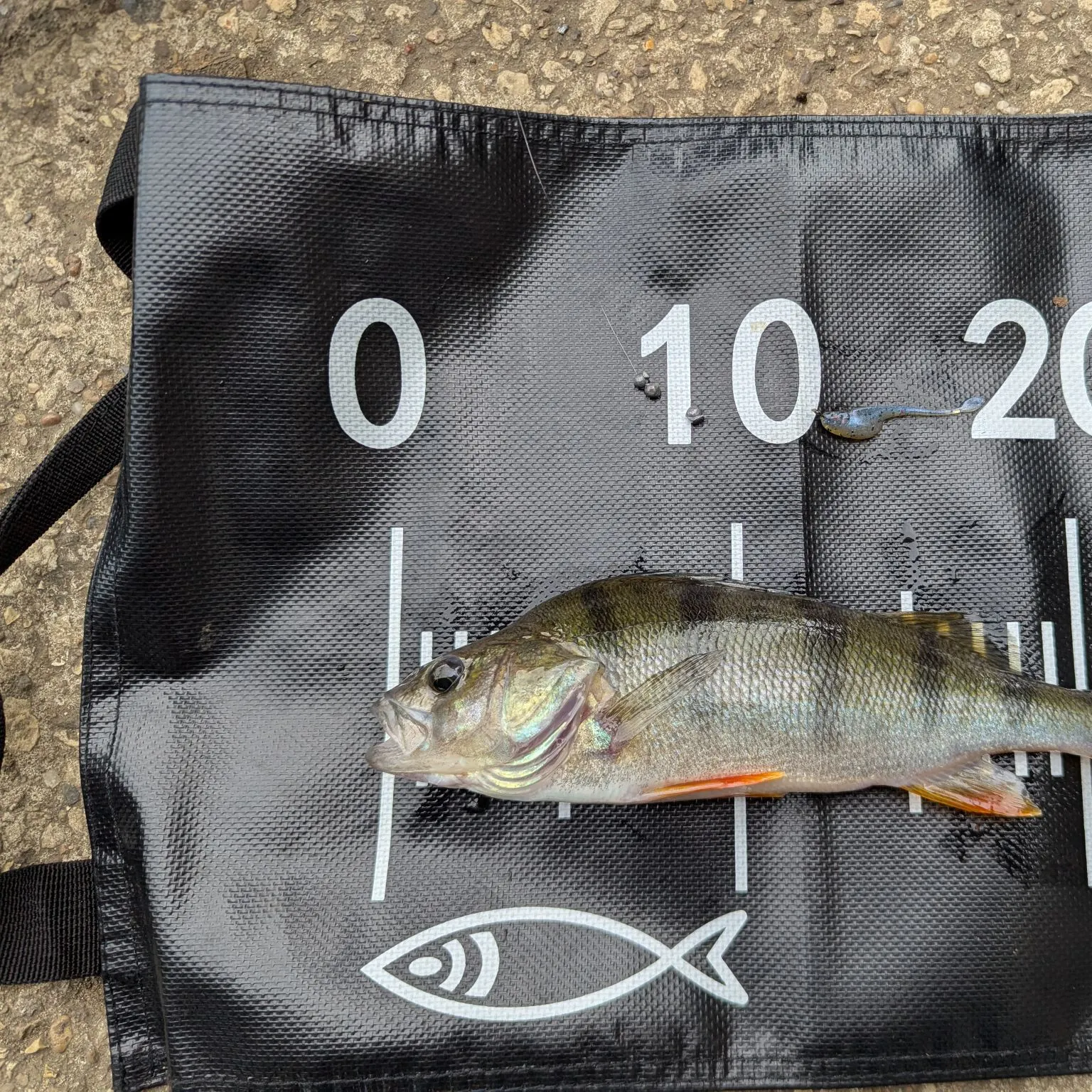 European perch caught on Fishbrain