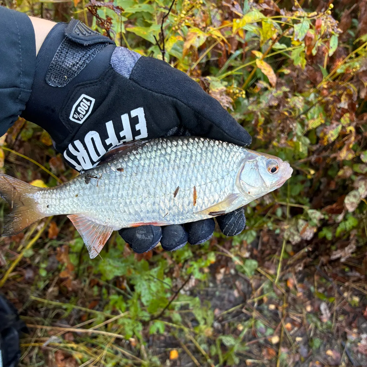 Common roach caught on Fishbrain
