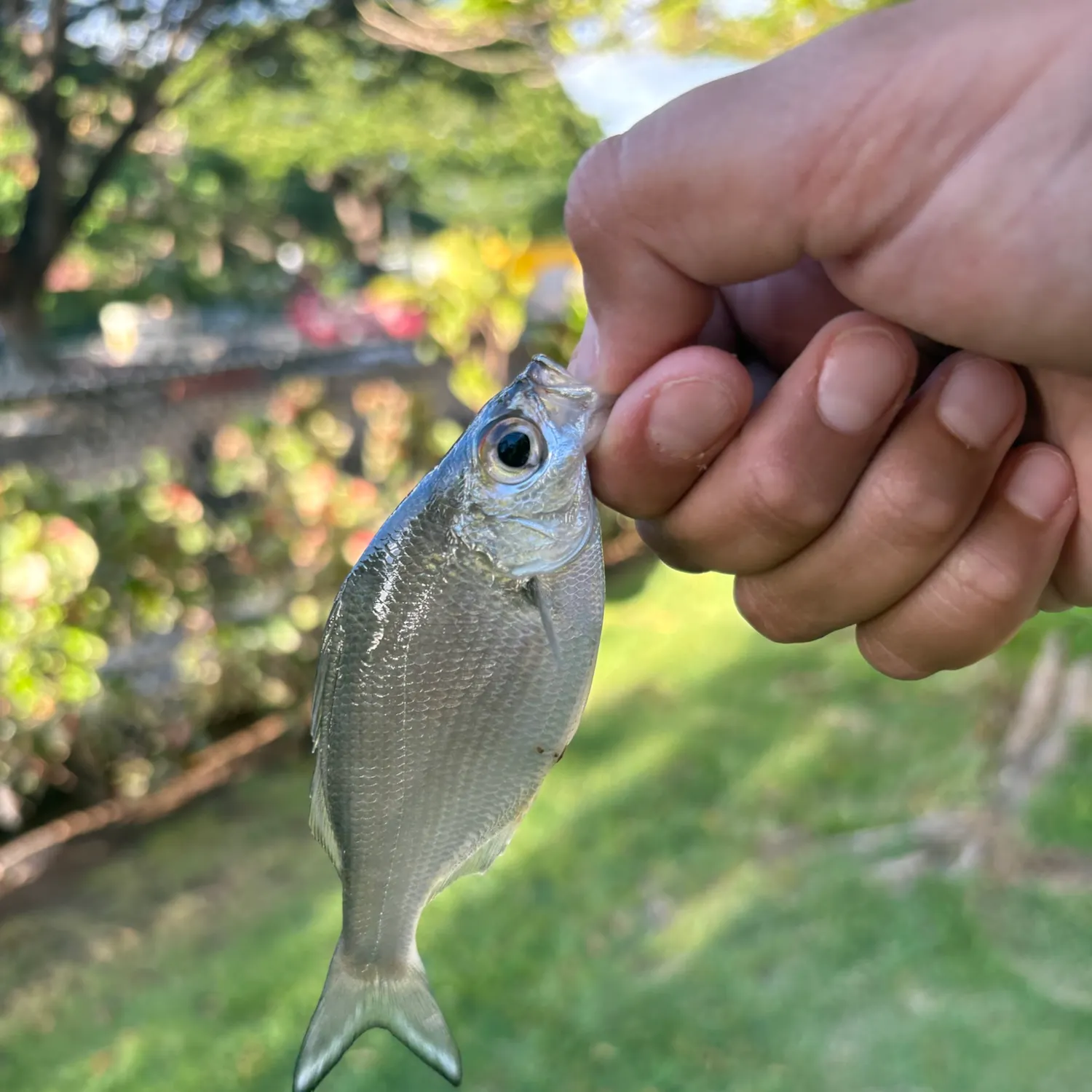 The most recent Hawaiian flagtail catches on Fishbrain