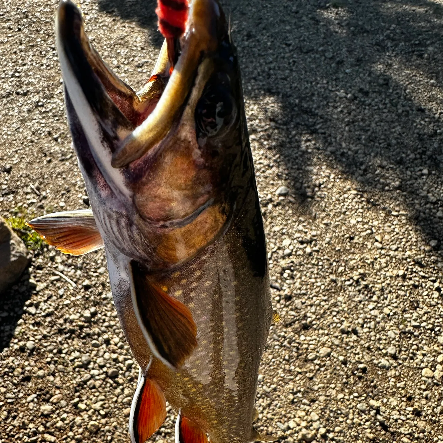 Brook trout caught on Fishbrain