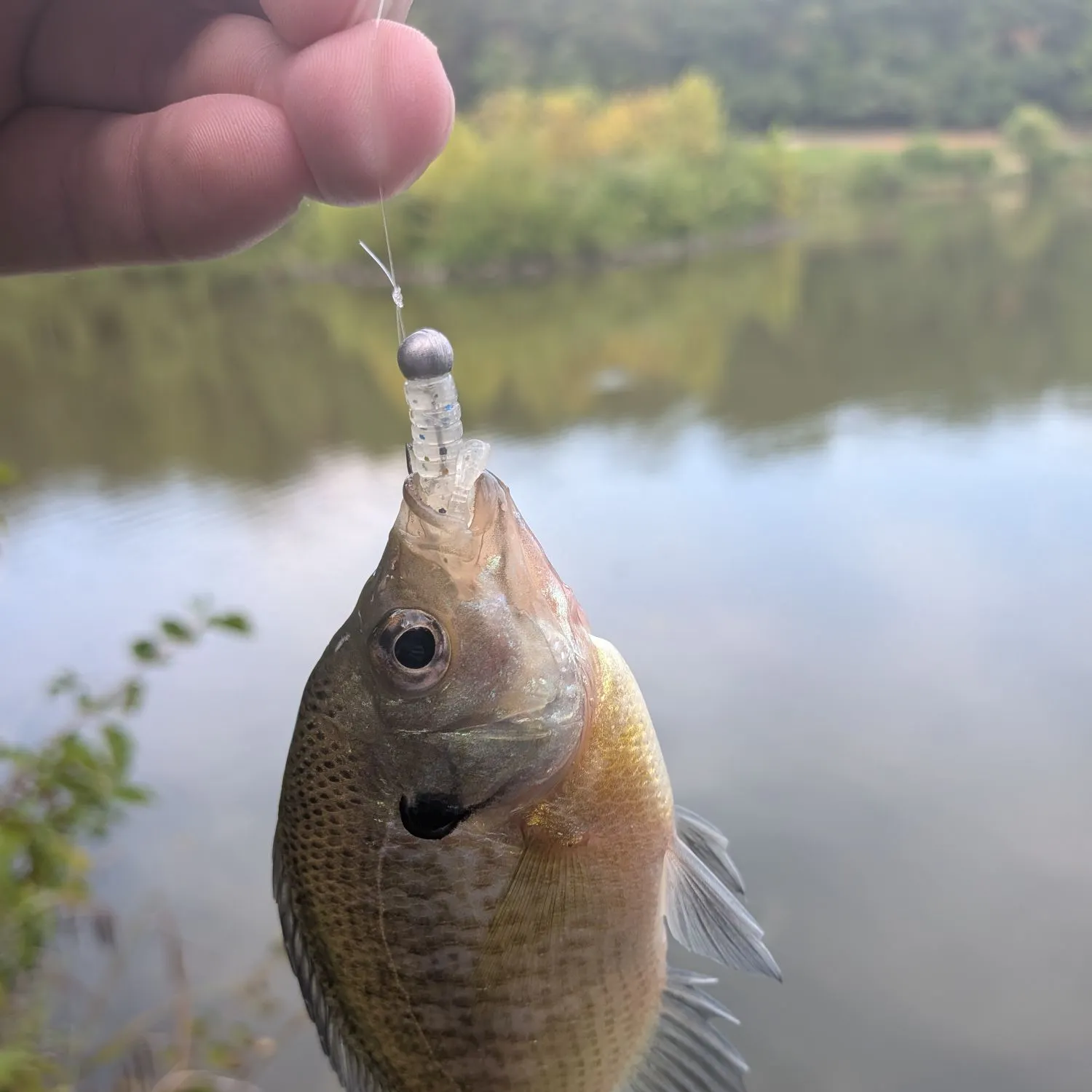Bluegill caught on Fishbrain