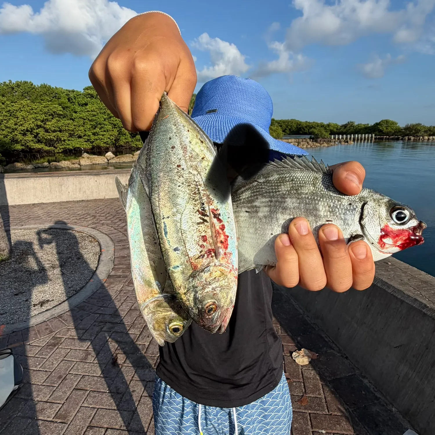 The most recent Bermuda sea chub catches on Fishbrain