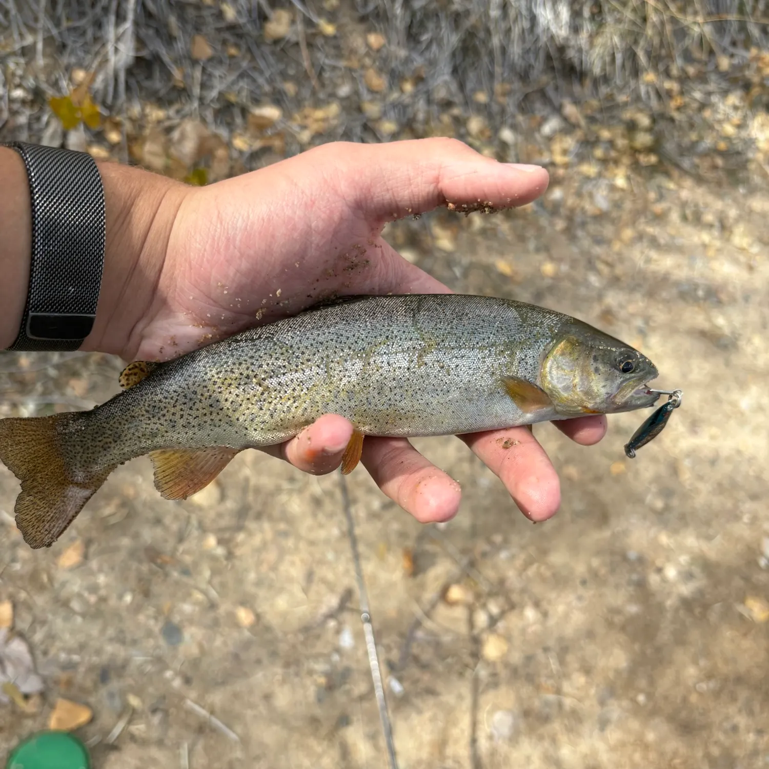 Cutthroat trout caught on Fishbrain