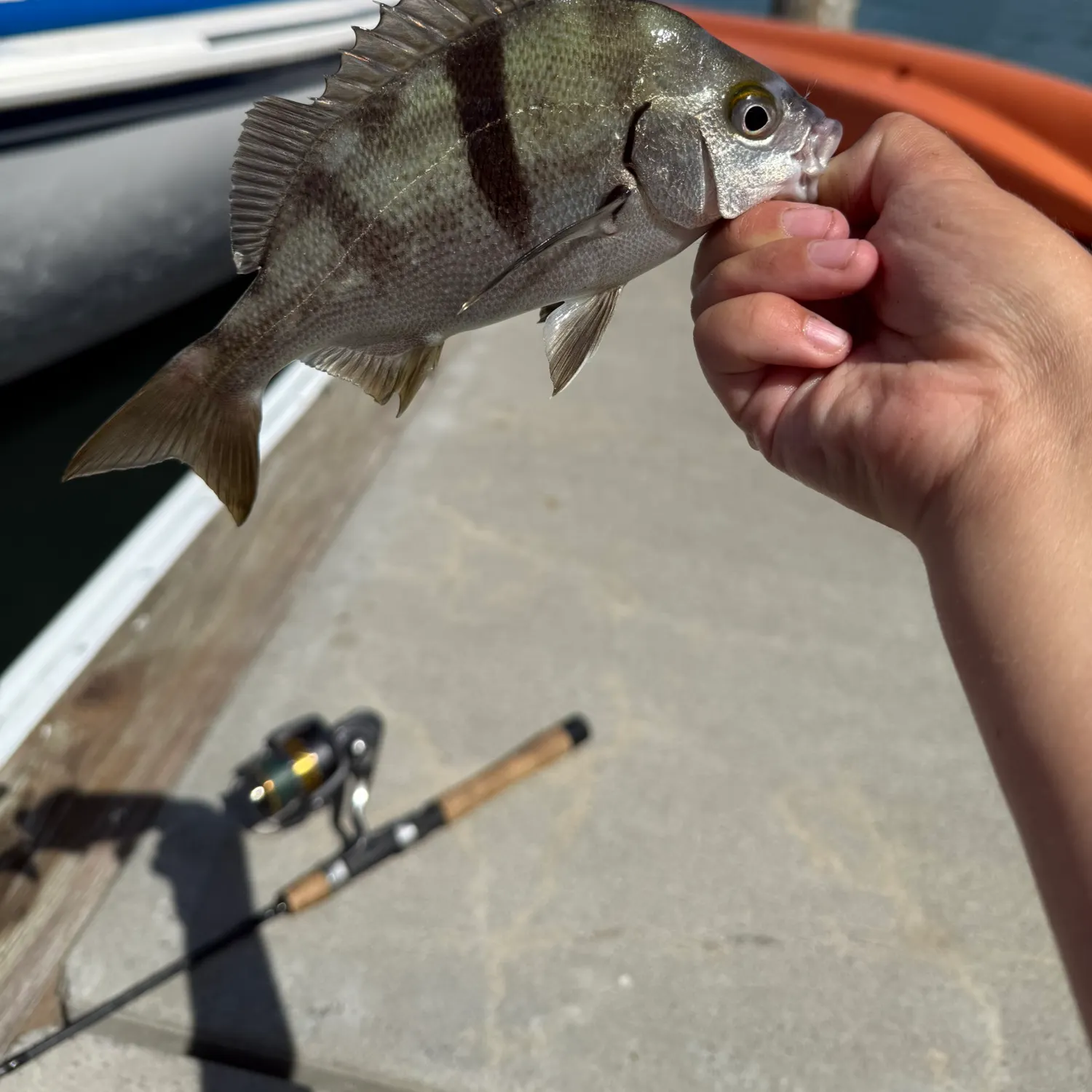 The most recent Sargo catches on Fishbrain