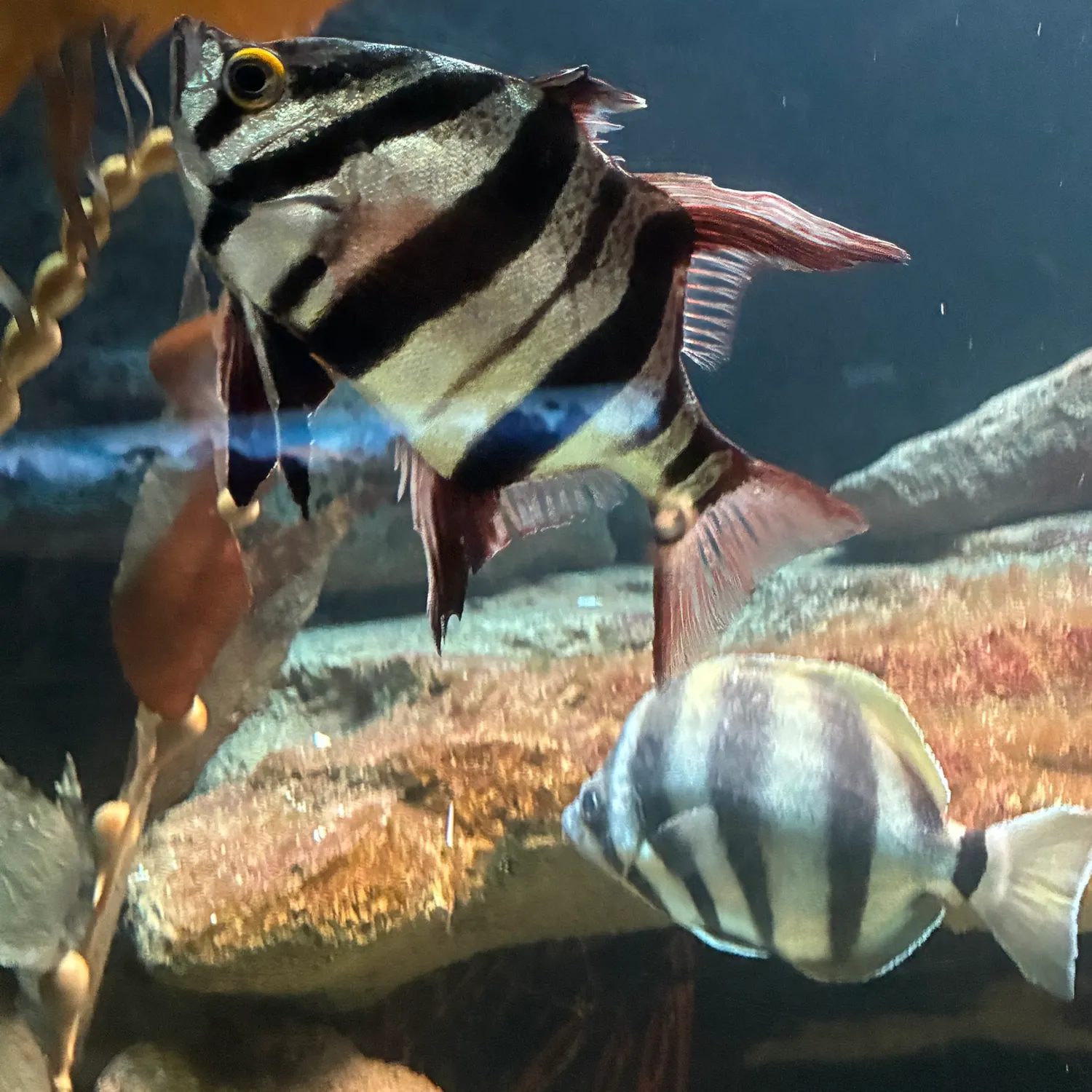 The most recent Banggai cardinalfish catches on Fishbrain