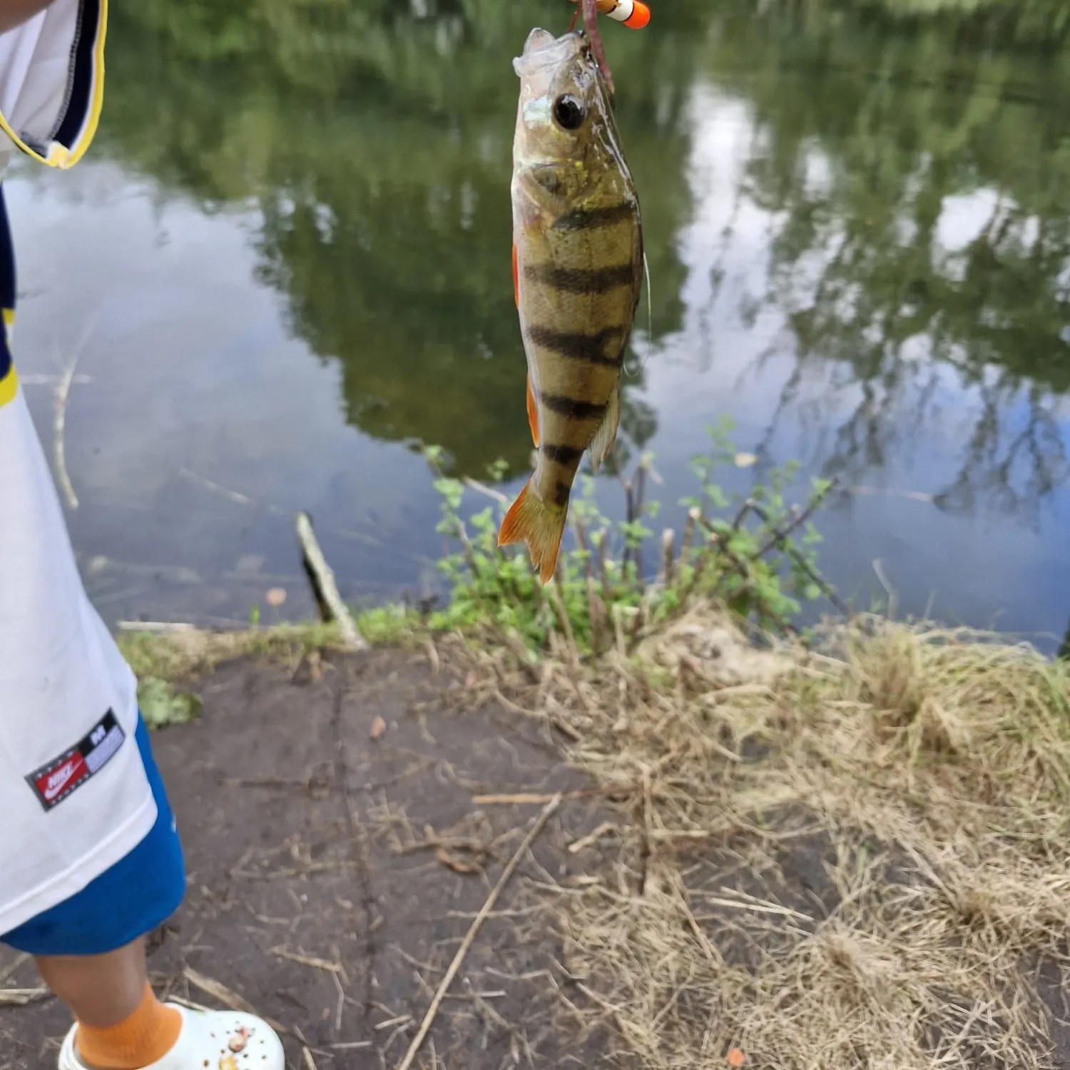 European perch caught on Fishbrain