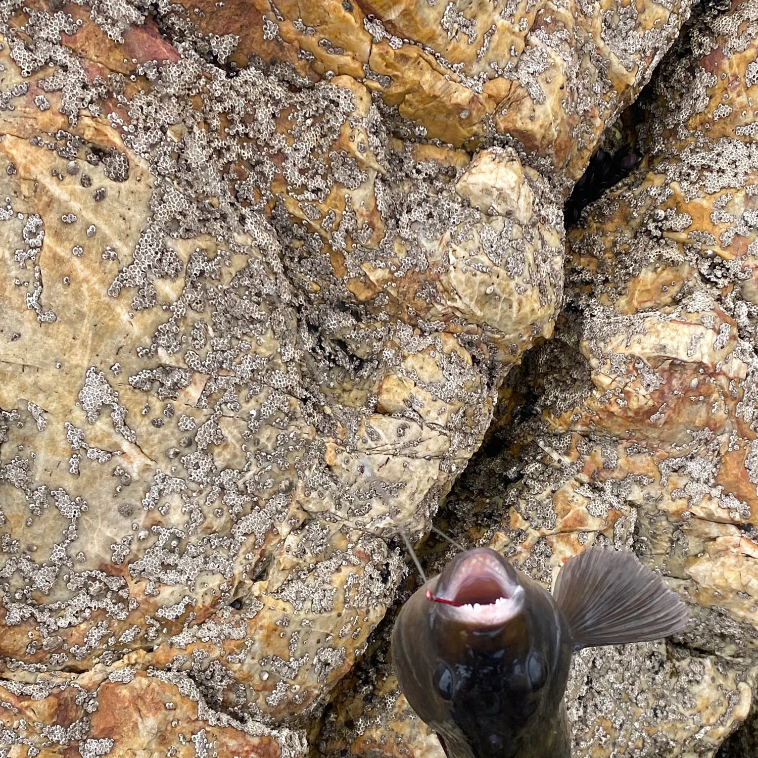 The most recent Luderick catches on Fishbrain