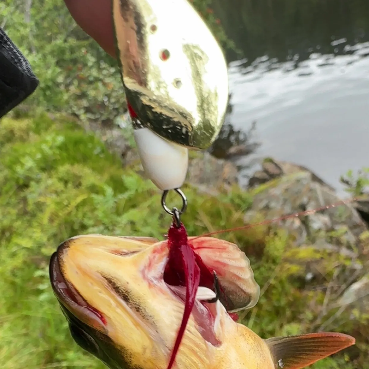 The most recent Arctic char catches on Fishbrain