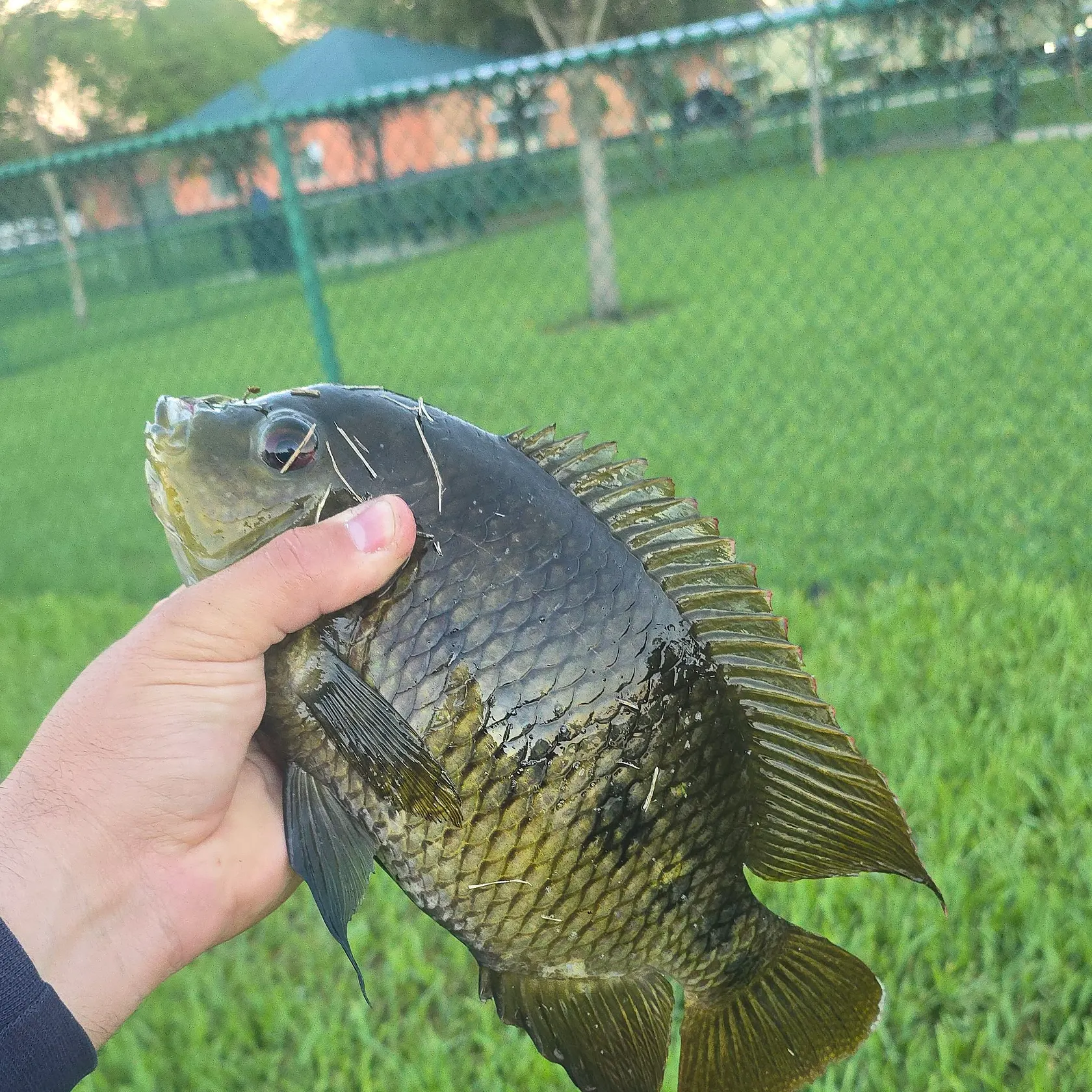 Spotted tilapia caught on Fishbrain