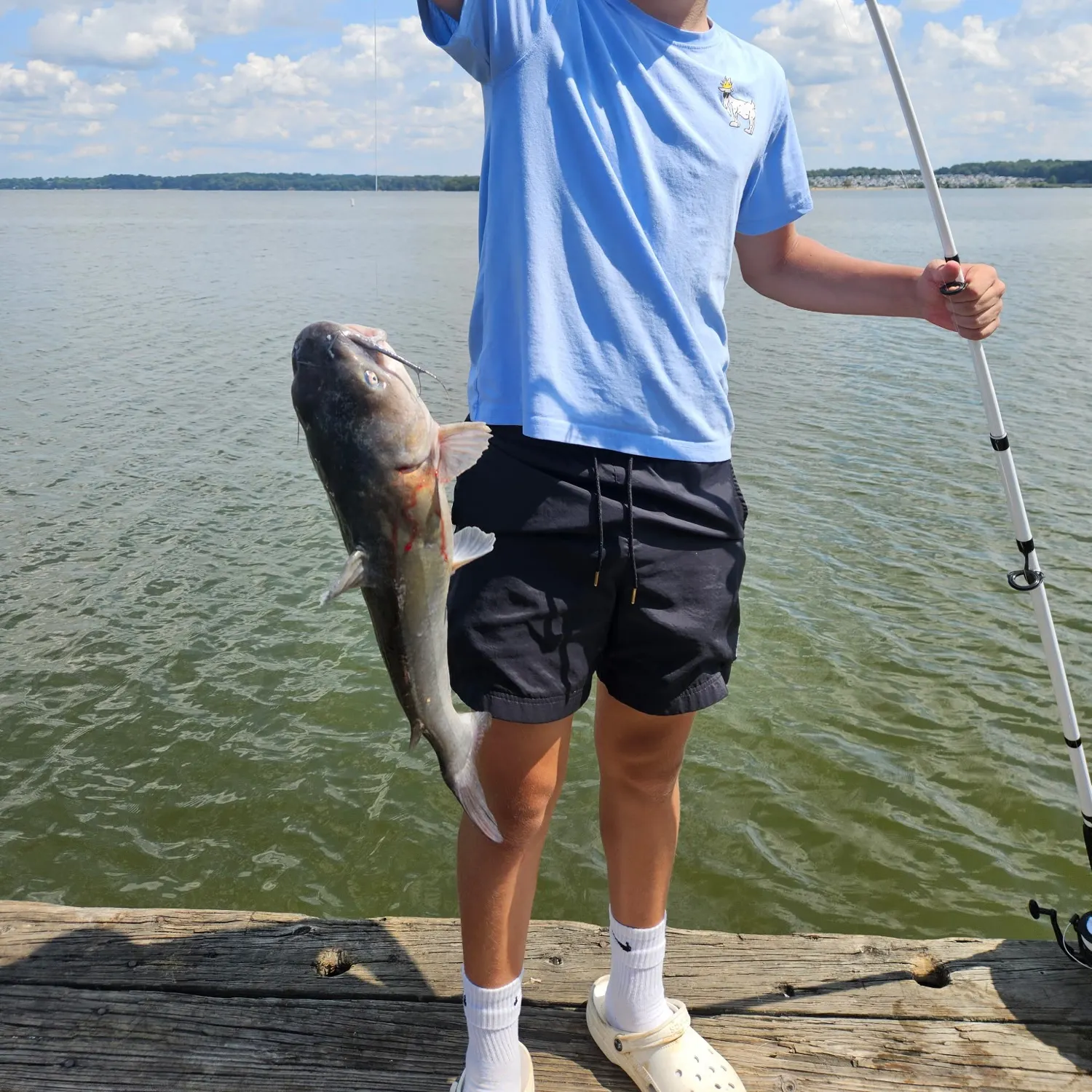 Channel catfish caught on Fishbrain
