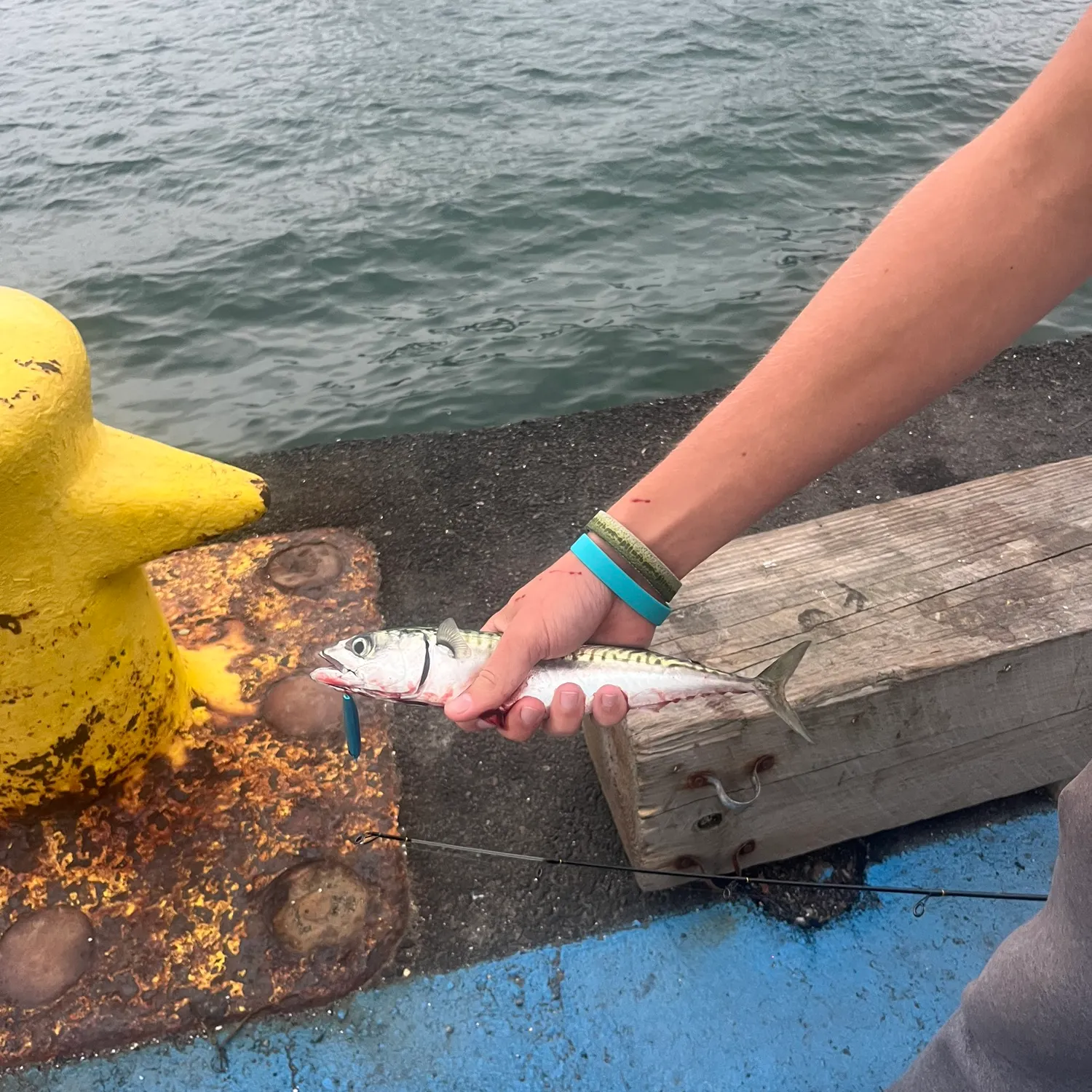 Atlantic mackerel caught on Fishbrain