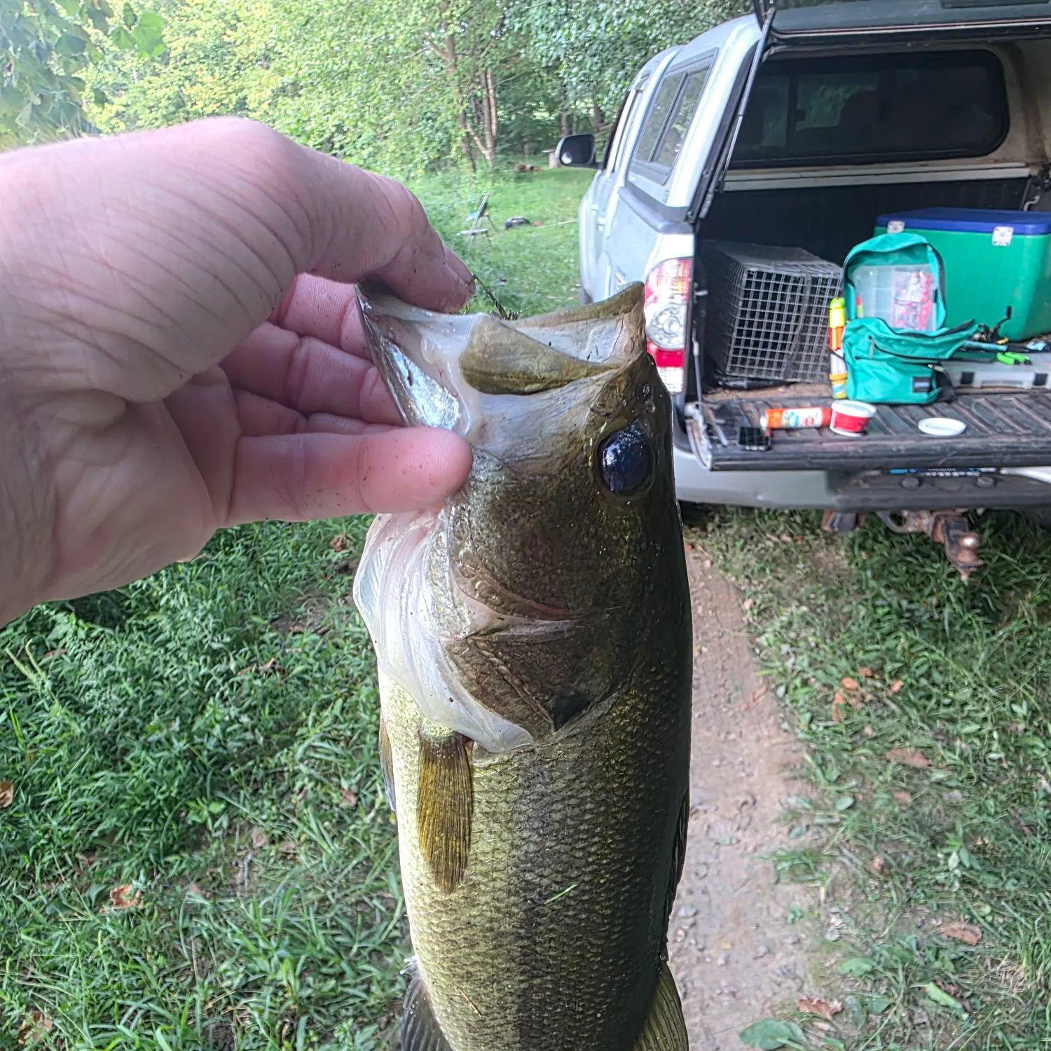 Largemouth bass caught on Fishbrain