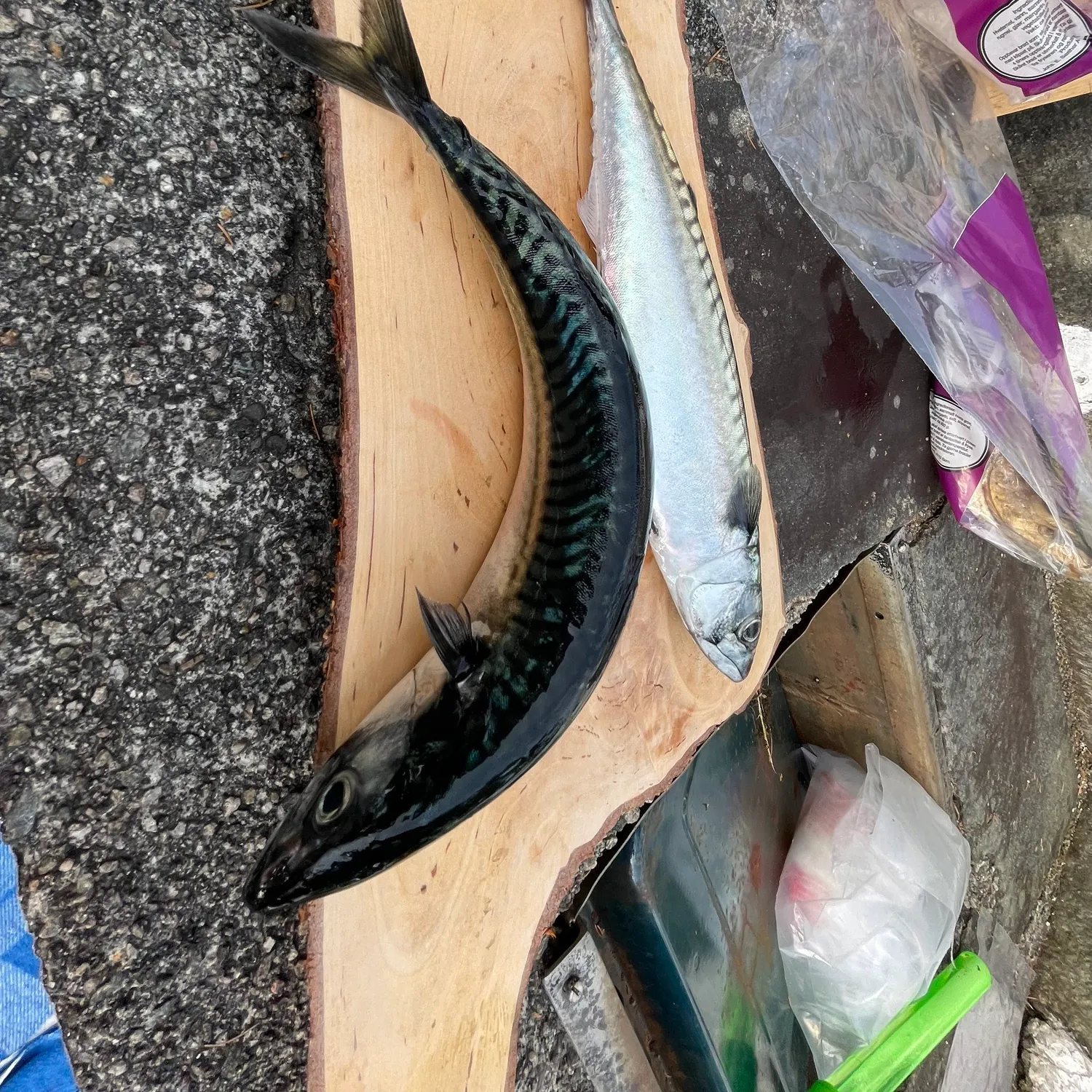 recently logged catches