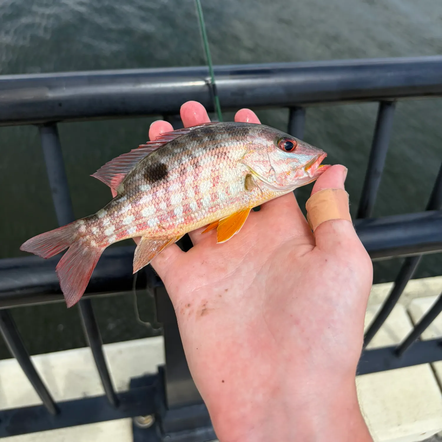 Lane snapper caught on Fishbrain