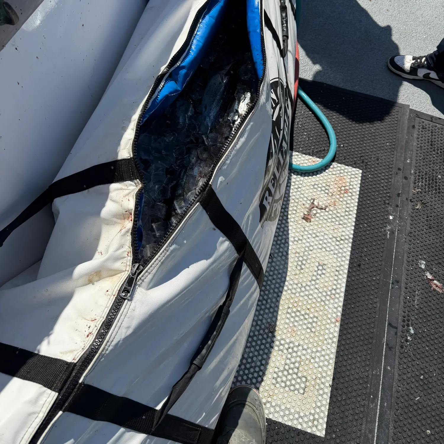 Bullet tuna caught on Fishbrain