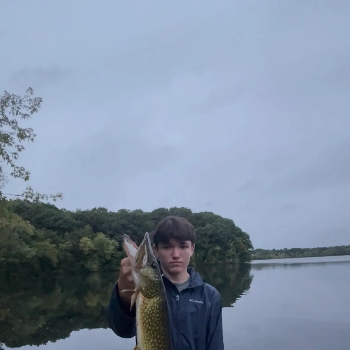 Chain pickerel caught on Fishbrain