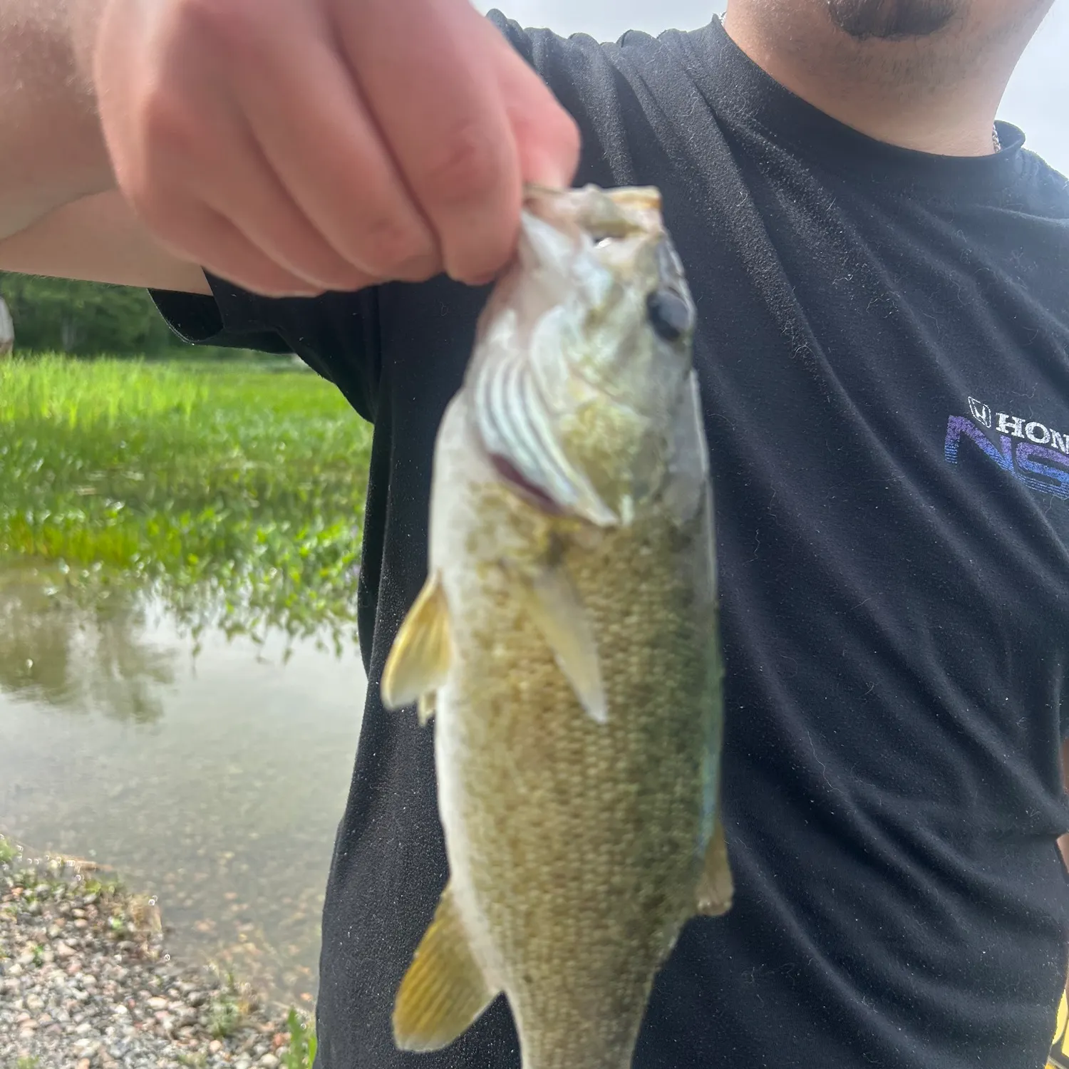 The most recent Smallmouth bass catches on Fishbrain