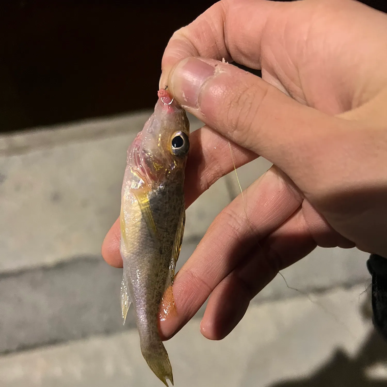 The most recent Eurasian ruffe catches on Fishbrain