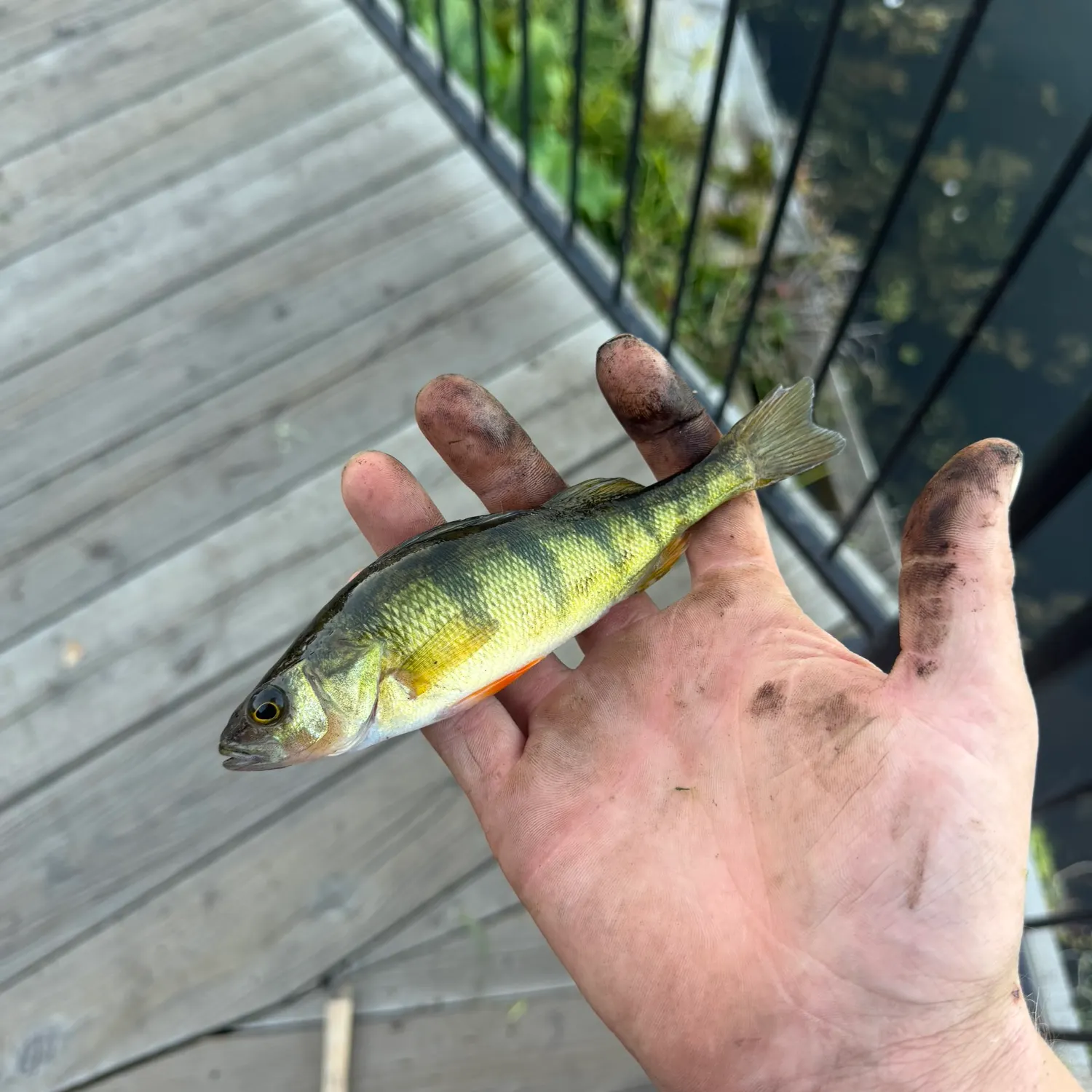 Yellow perch caught on Fishbrain