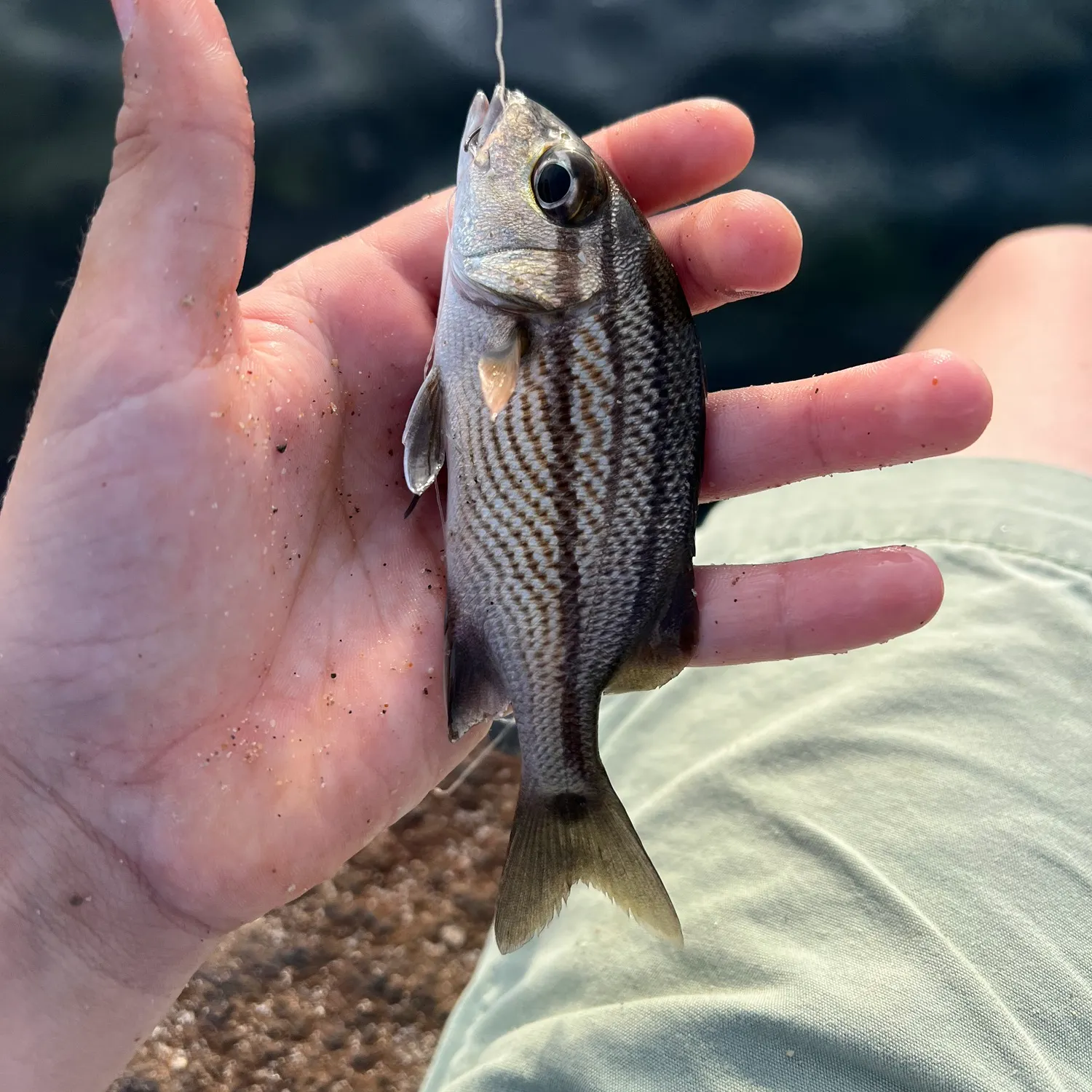 The most recent Sailor's choice grunt catches on Fishbrain