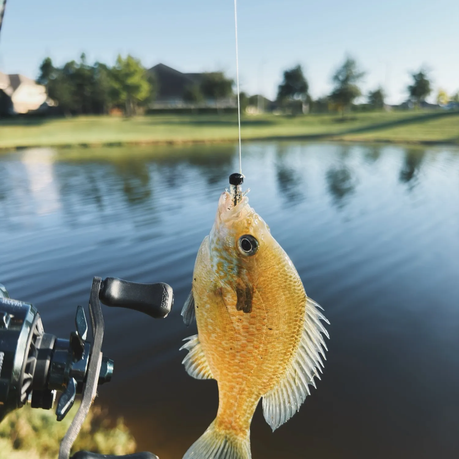 Greengill hybrid caught on Fishbrain