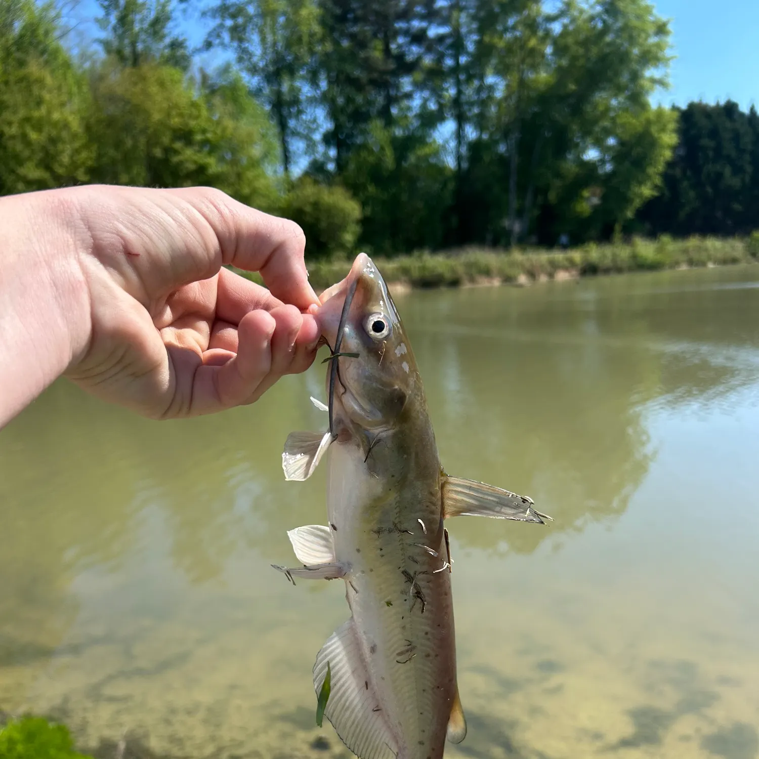 catch