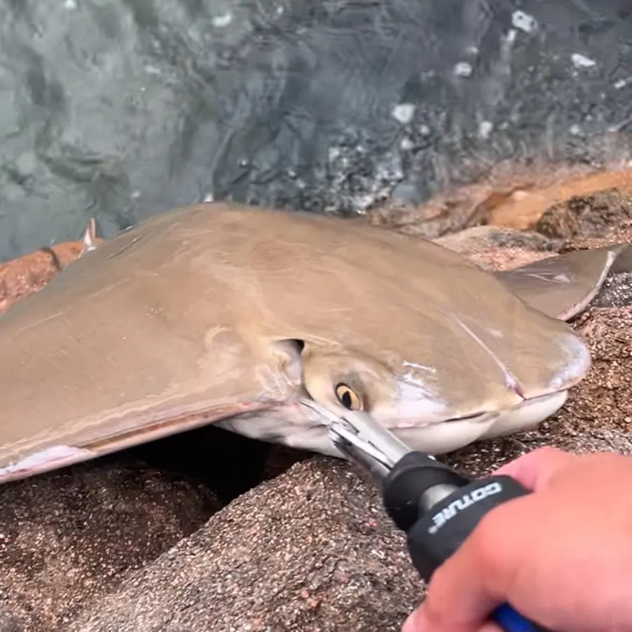 The most recent Common eagle ray catches on Fishbrain