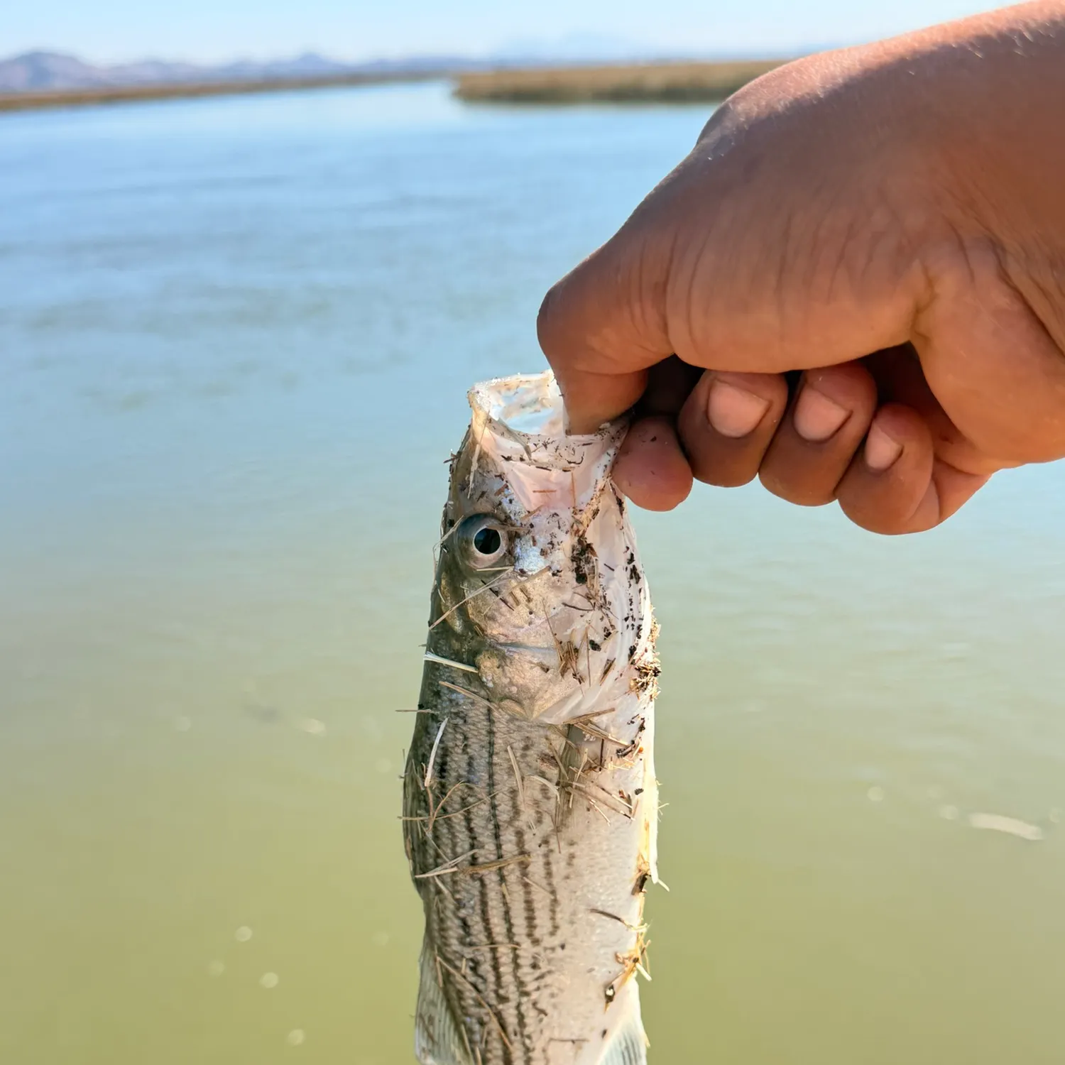 Striped bass caught on Fishbrain