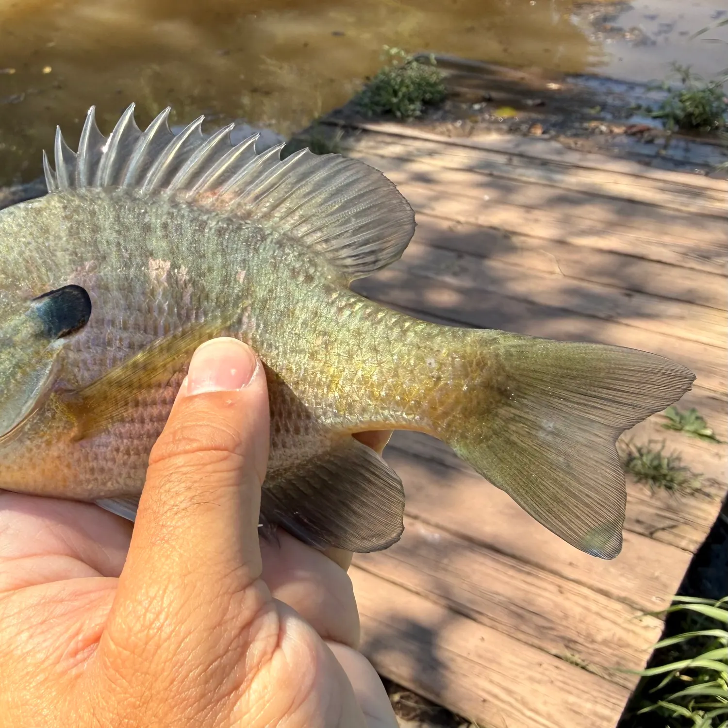 Bluegill caught on Fishbrain