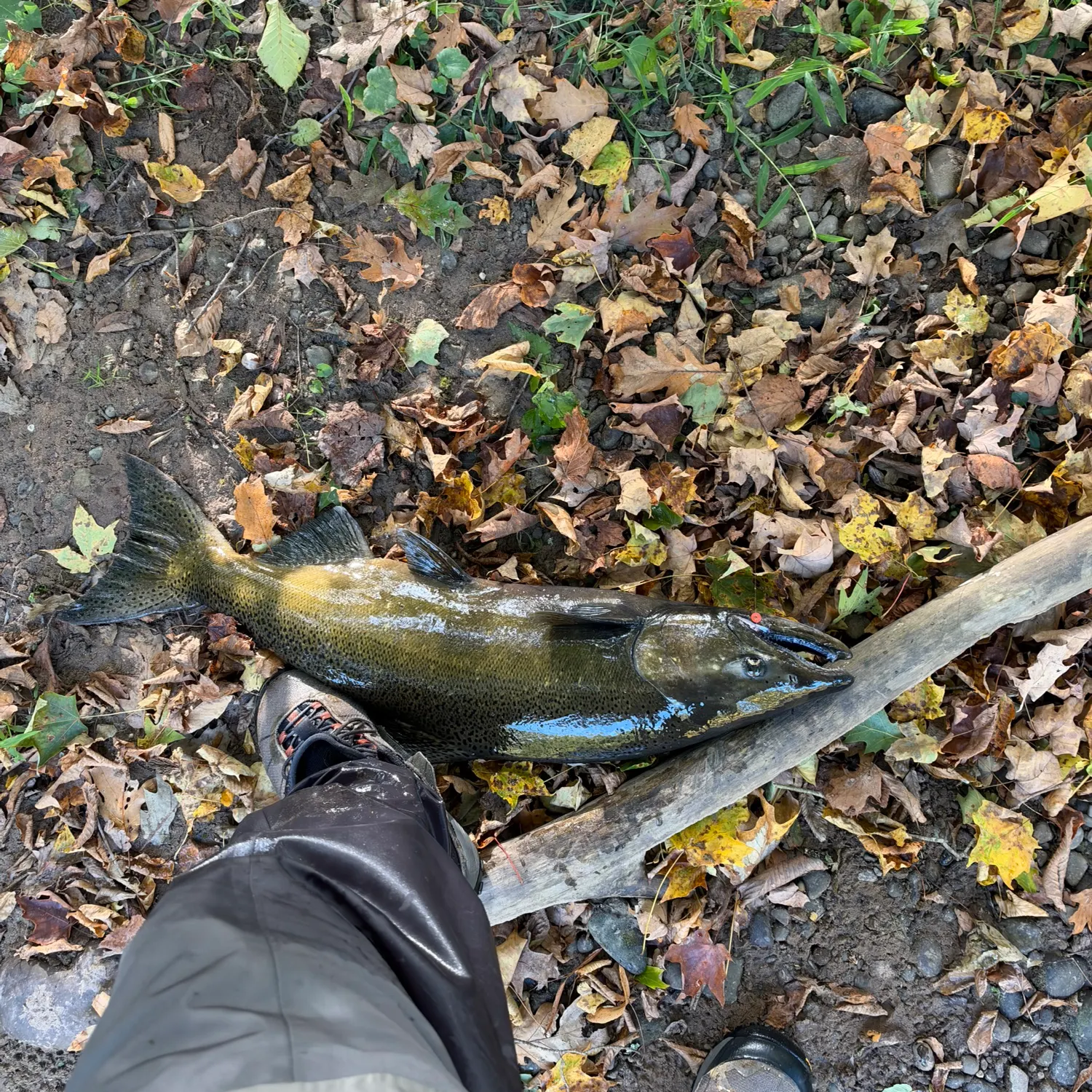 Chinook salmon caught on Fishbrain