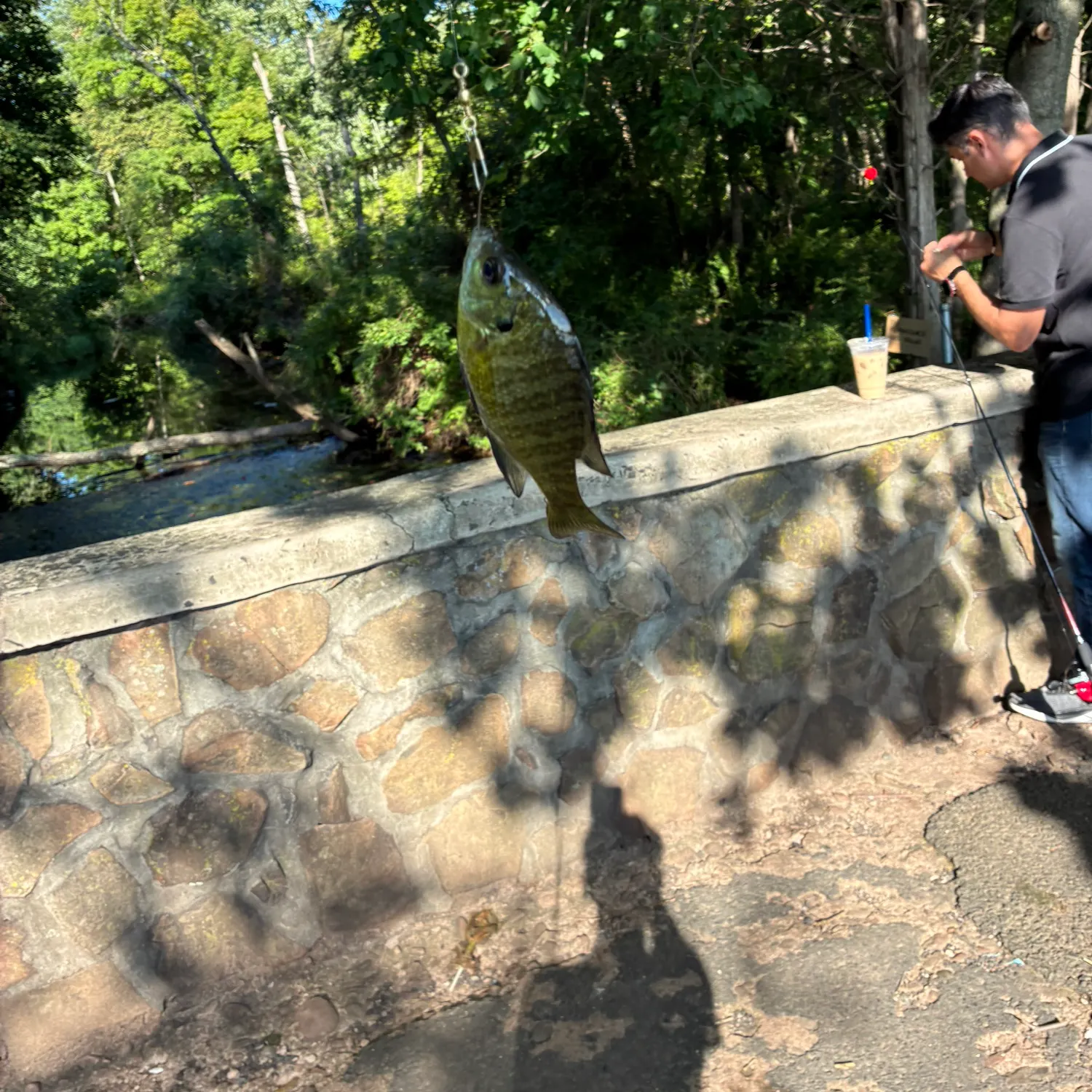 Bluegill caught on Fishbrain