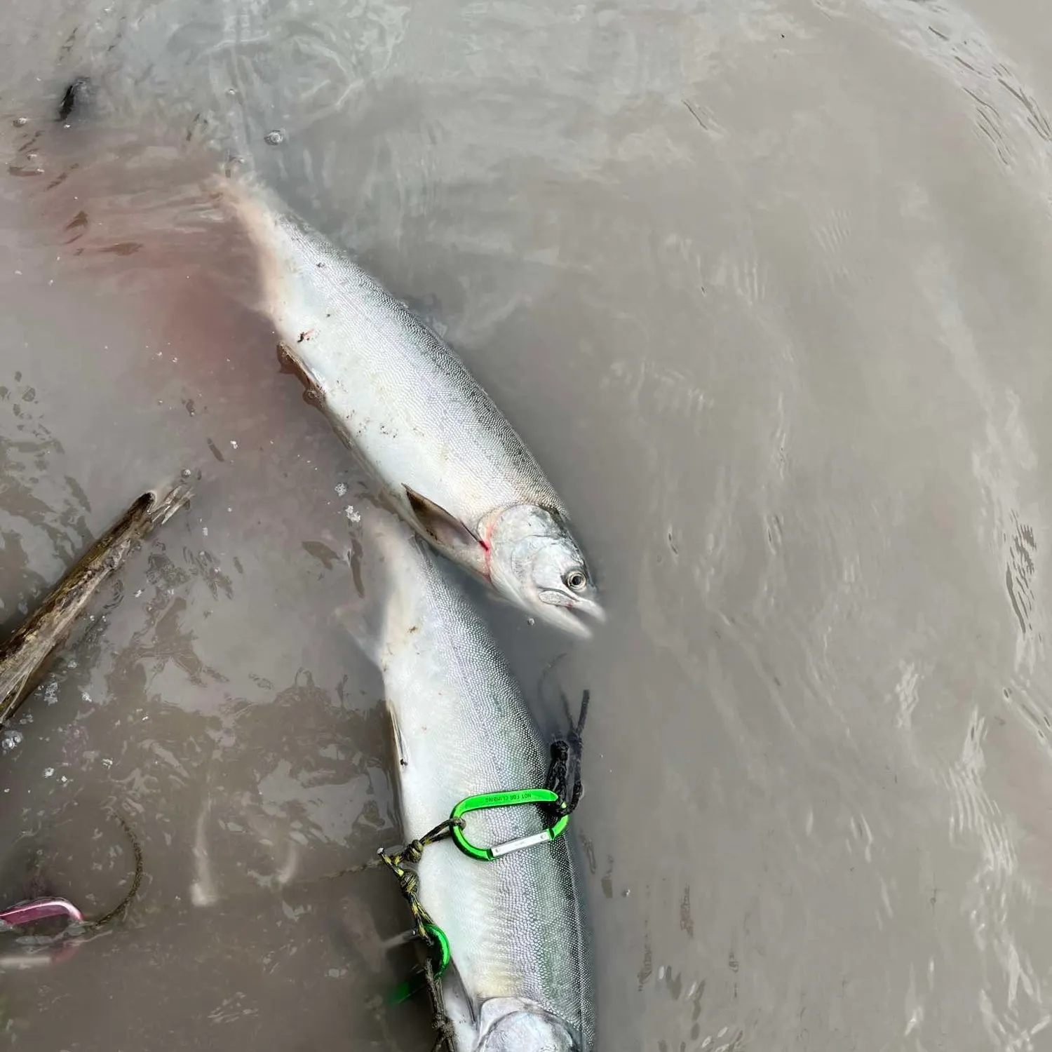 Coho salmon caught on Fishbrain
