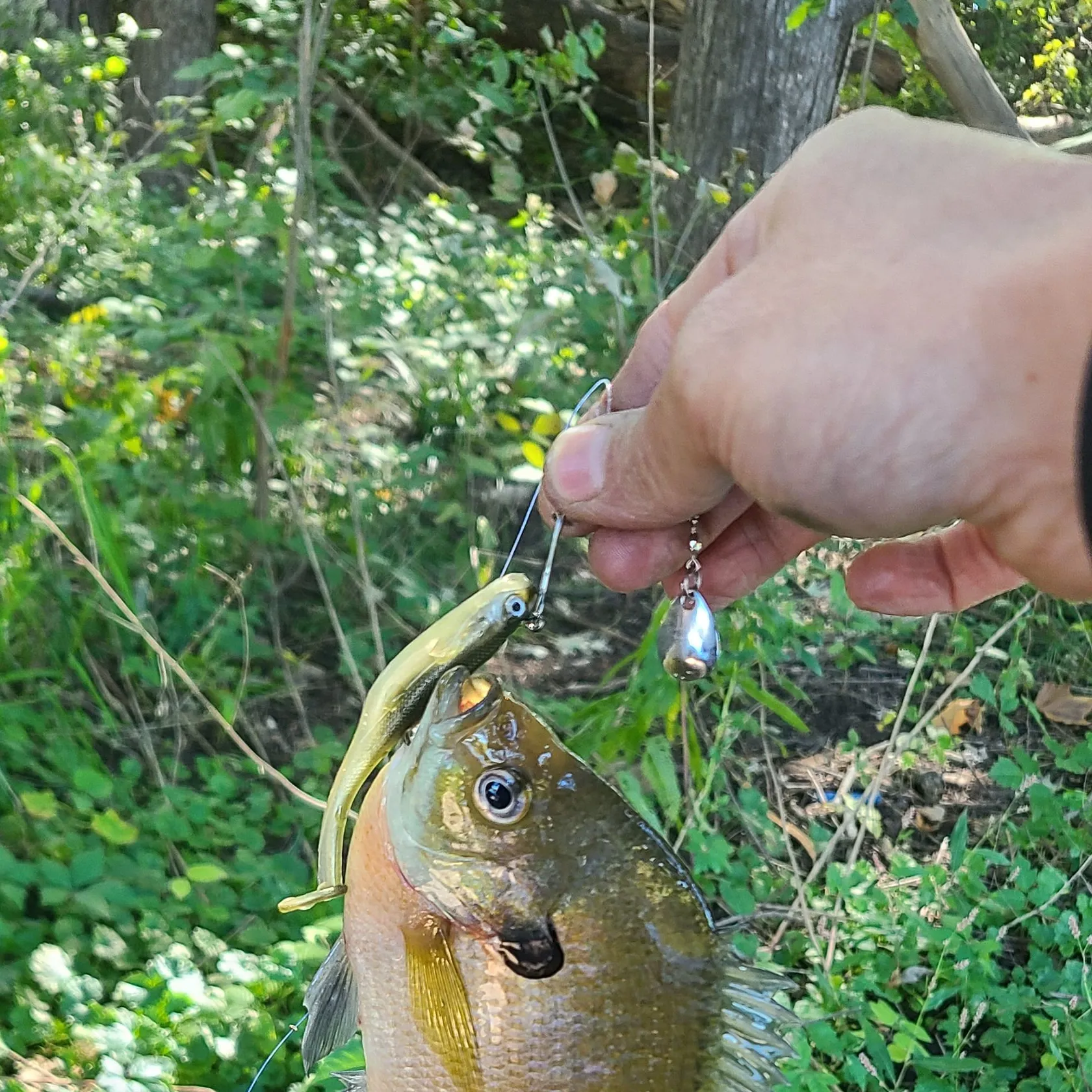Bluegill caught on Fishbrain
